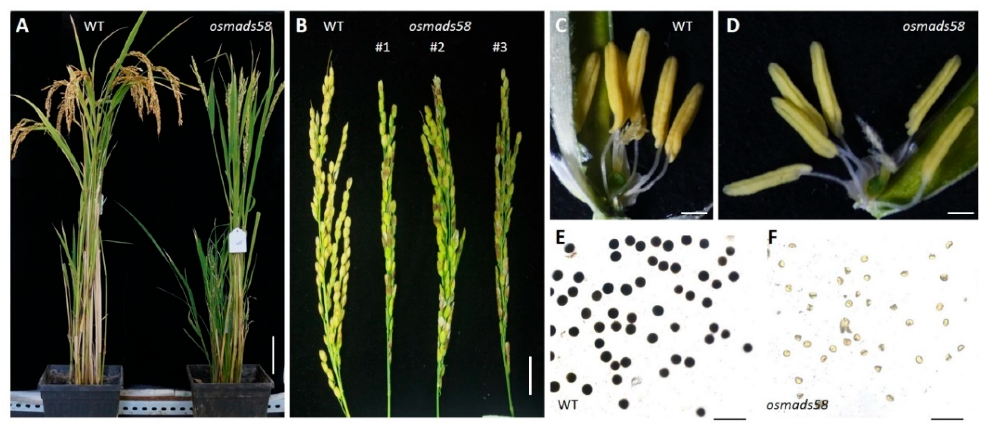 Plants 11 02899 g001 Plants 11 02899 g001