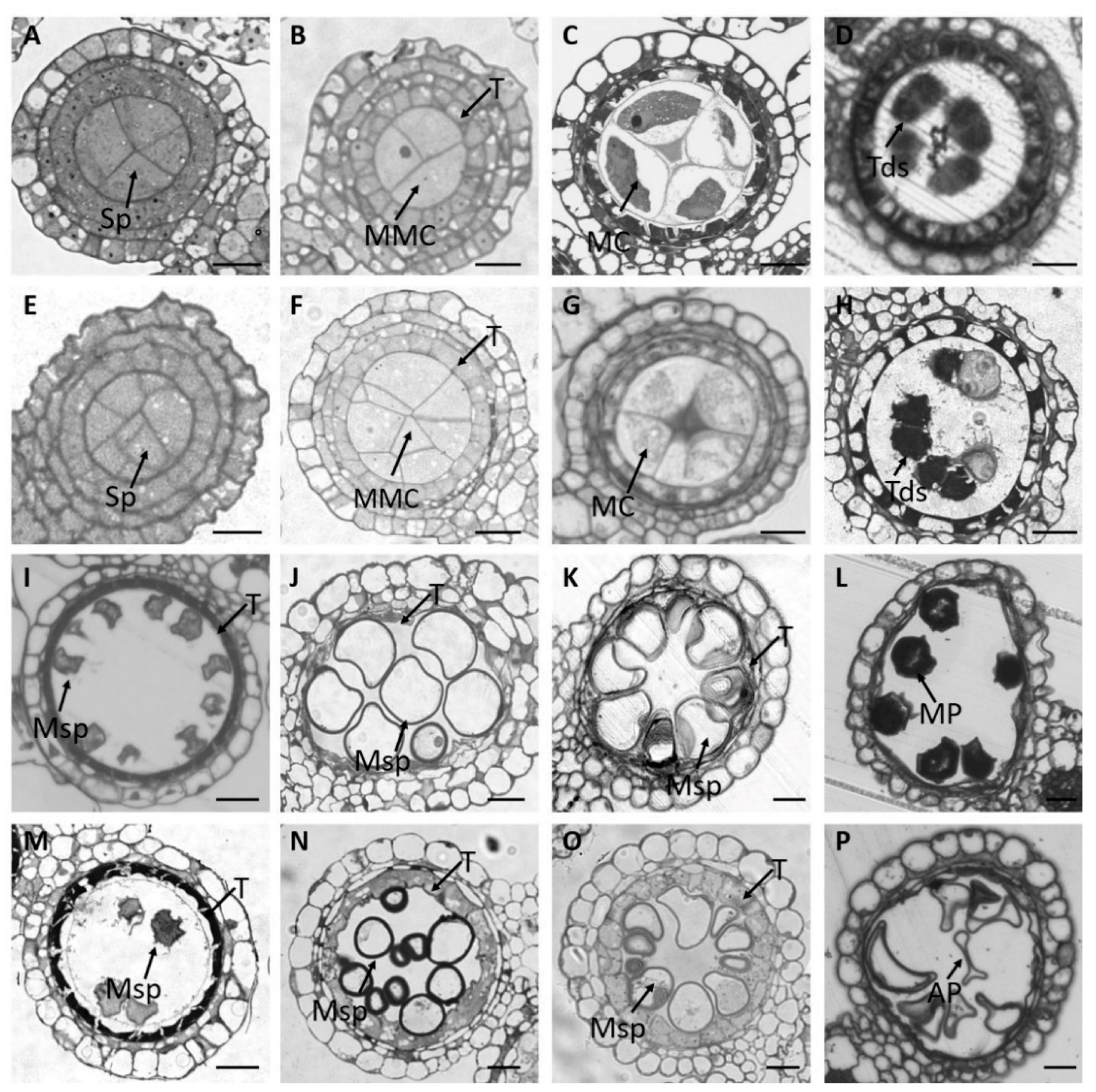 Plants 11 02899 g002 Plants 11 02899 g002