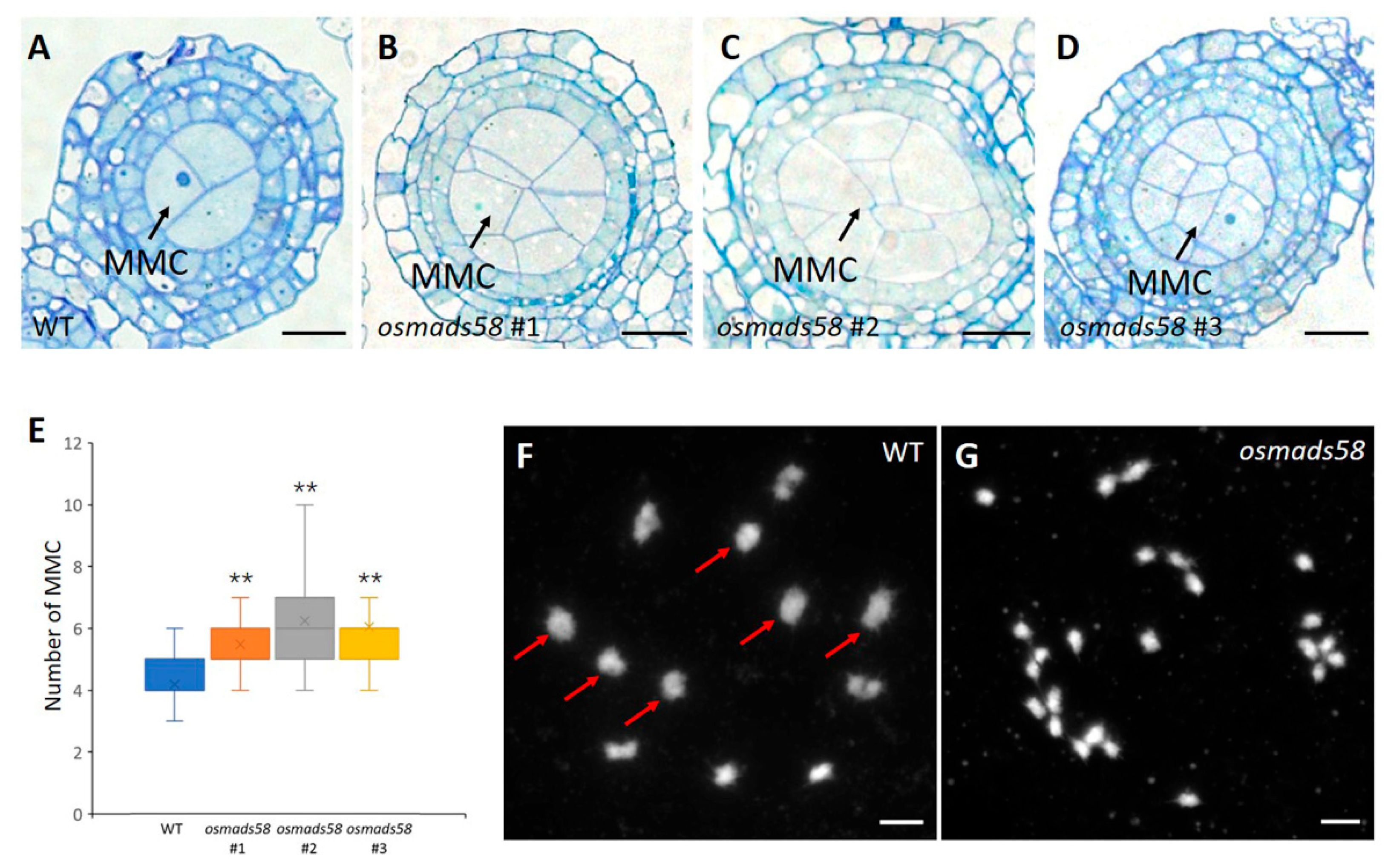 Plants 11 02899 g003 Plants 11 02899 g003