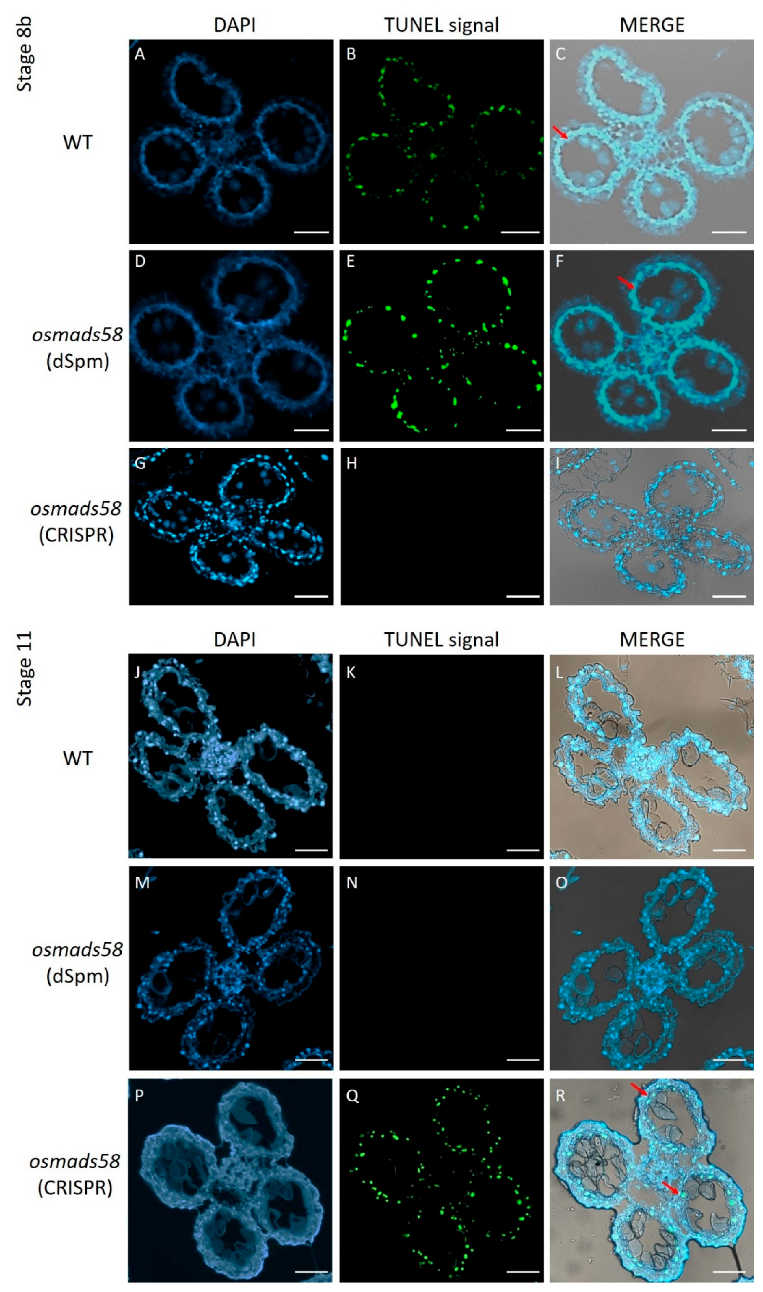 Plants 11 02899 g004 Plants 11 02899 g004