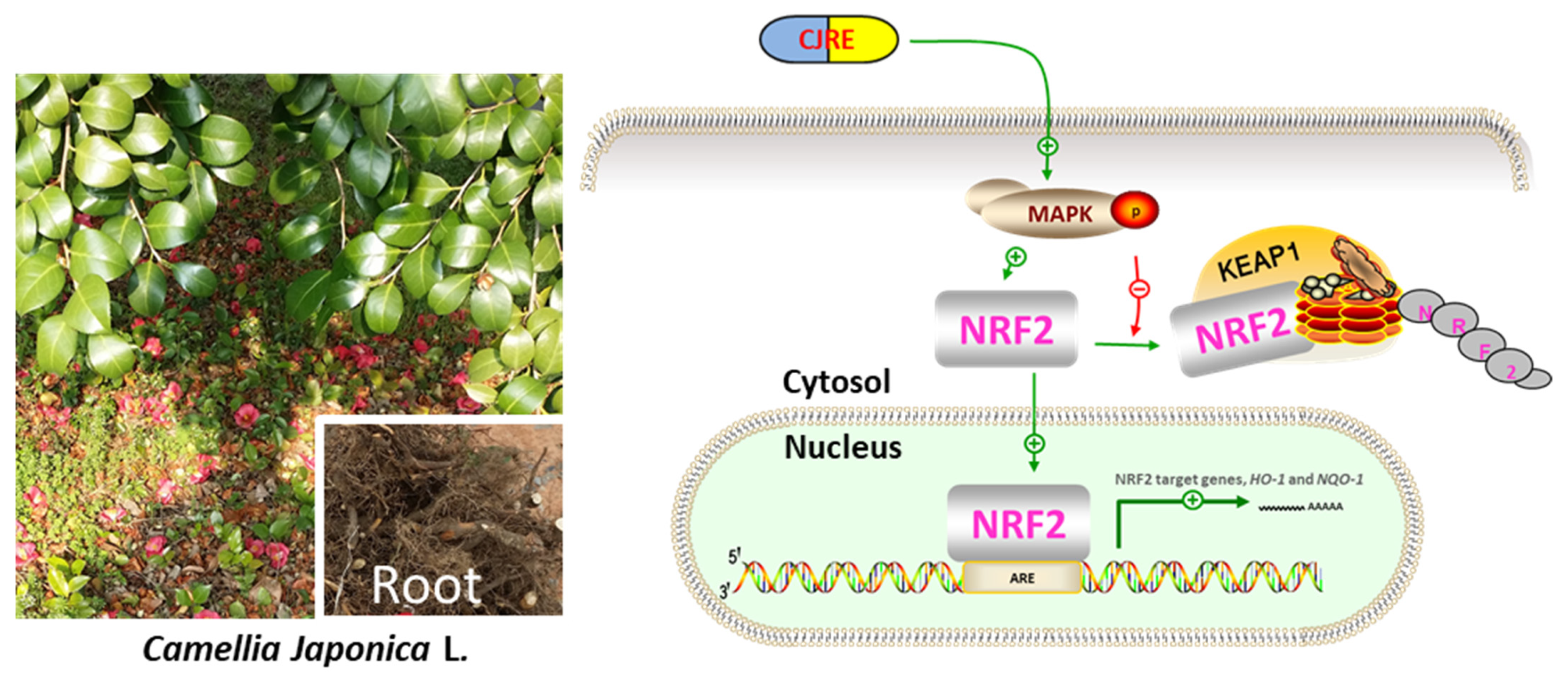 Plants 11 02914 g006 Plants 11 02914 g006