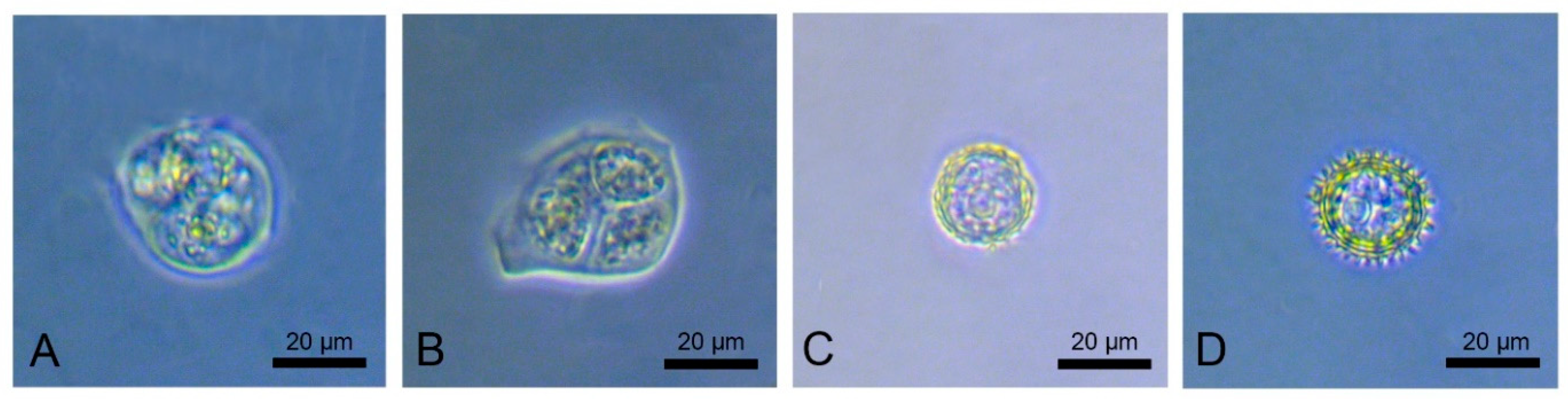 Plants 11 02919 g002