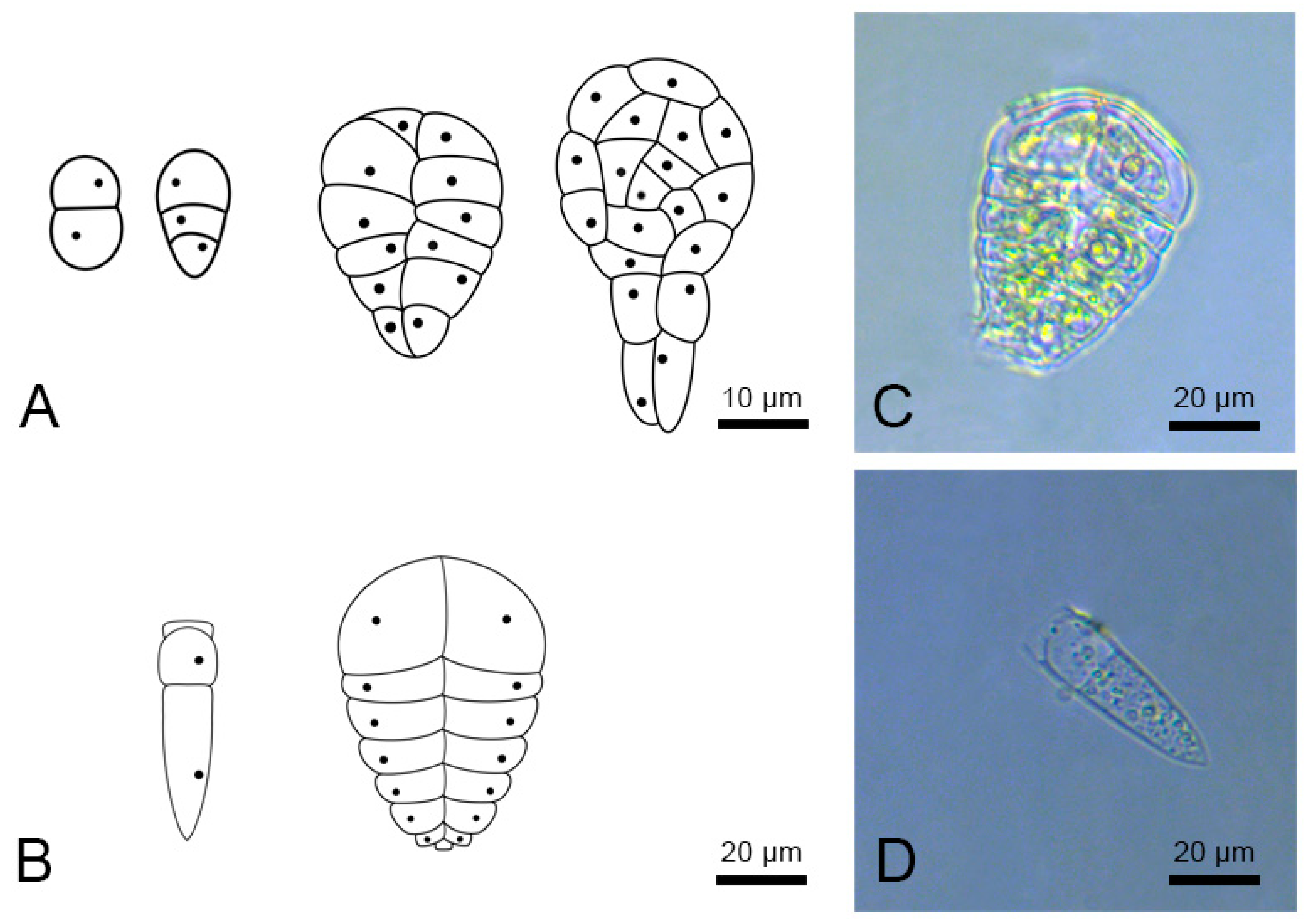 Plants 11 02919 g003