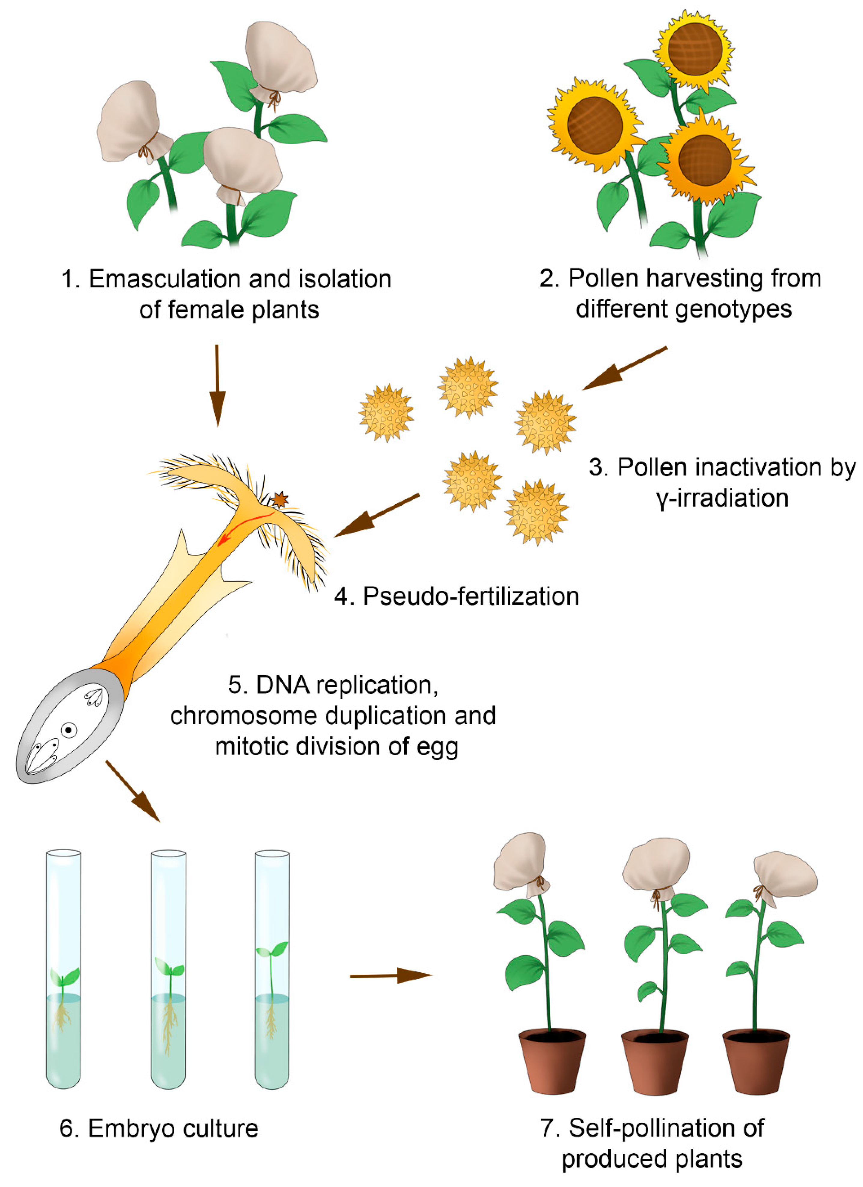 Plants 11 02919 g004