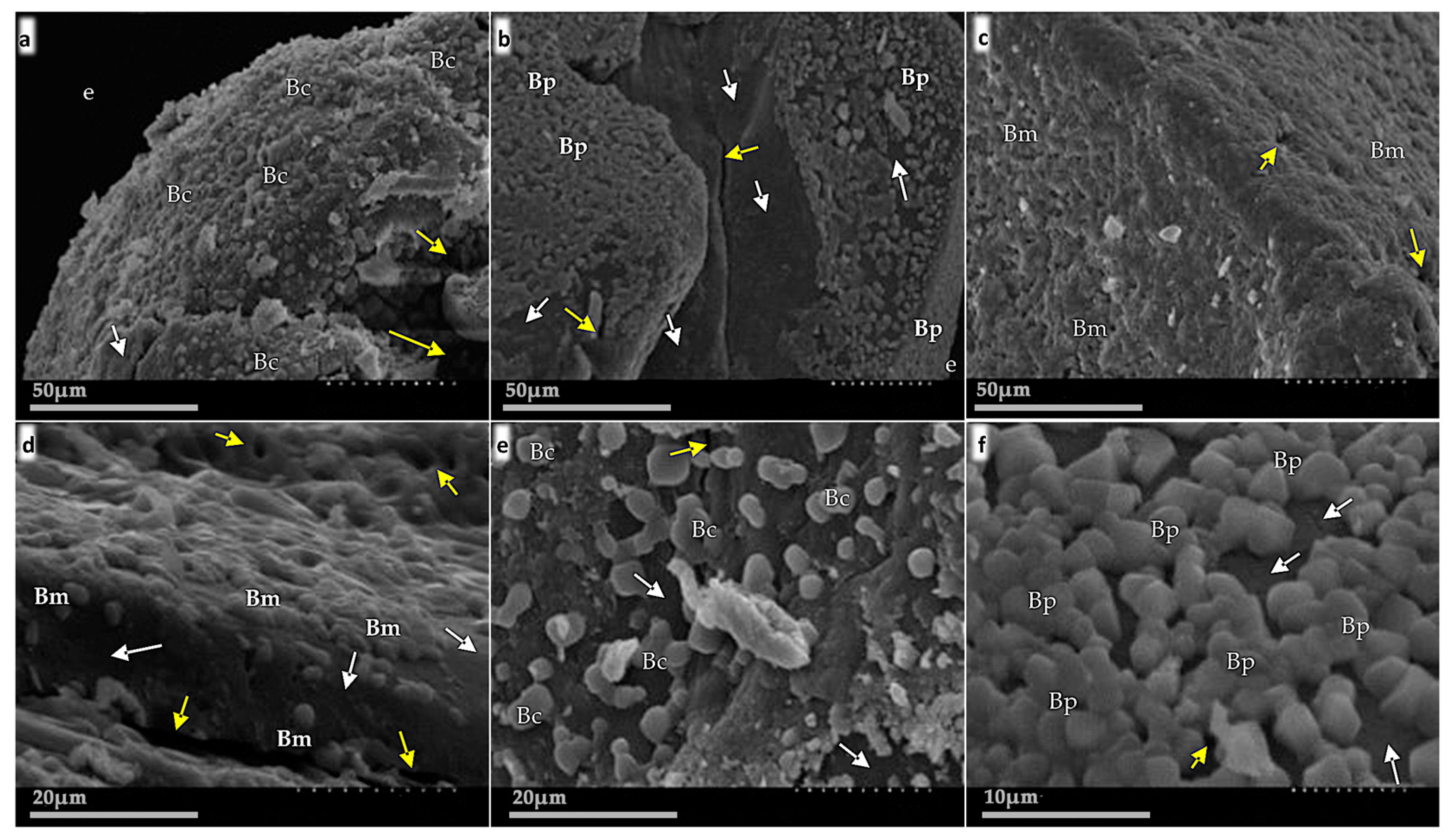 Plants 11 02920 g002 Plants 11 02920 g002