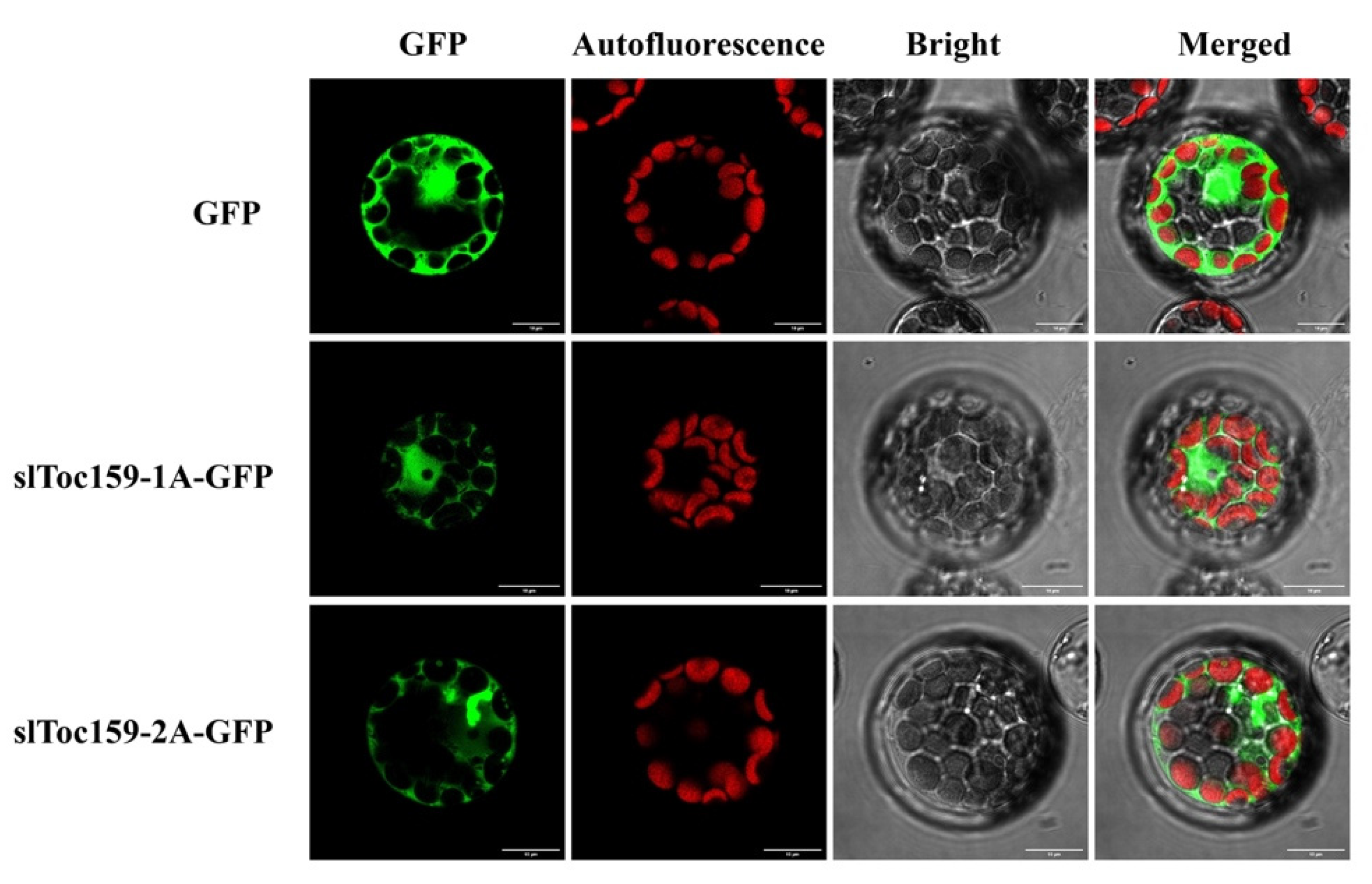Plants 11 02923 g008