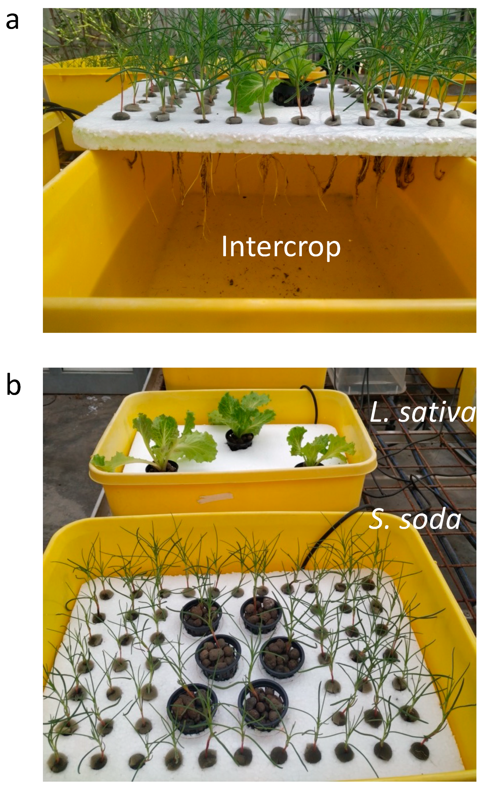 Plants 11 02924 g003