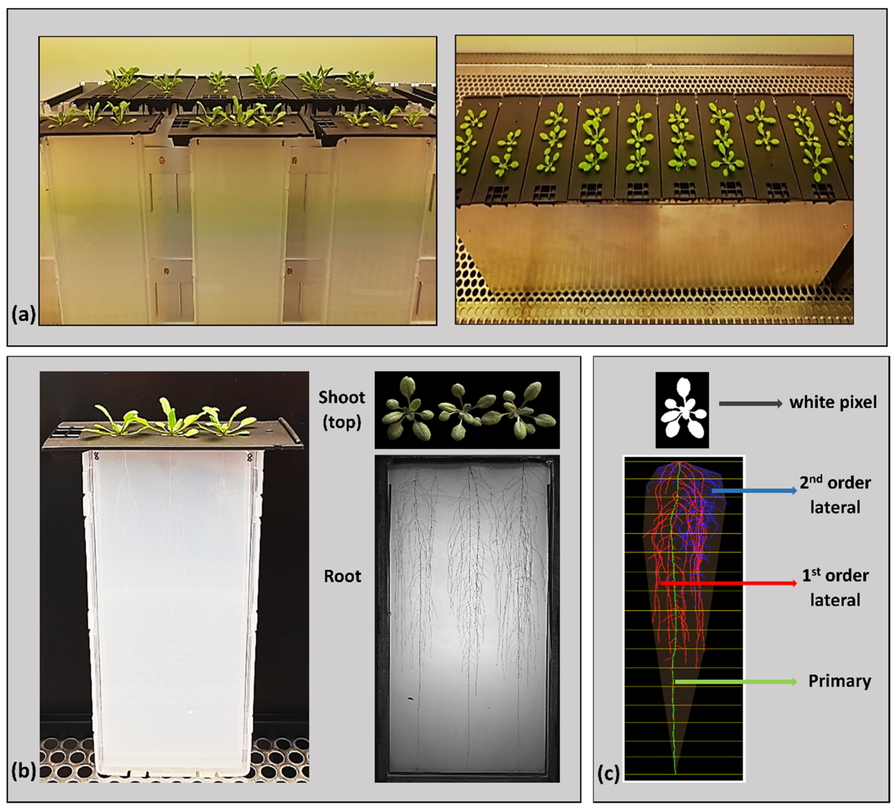 Plants 11 02927 g001 Plants 11 02927 g001