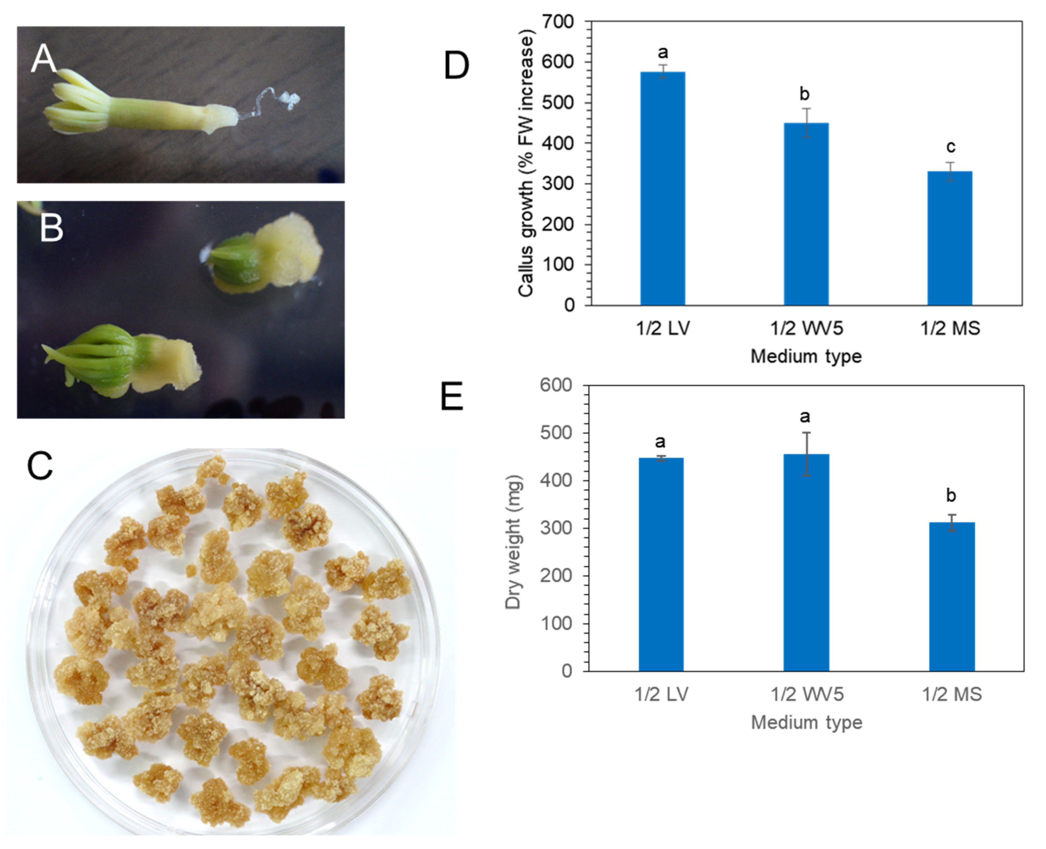Plants 11 02933 g002