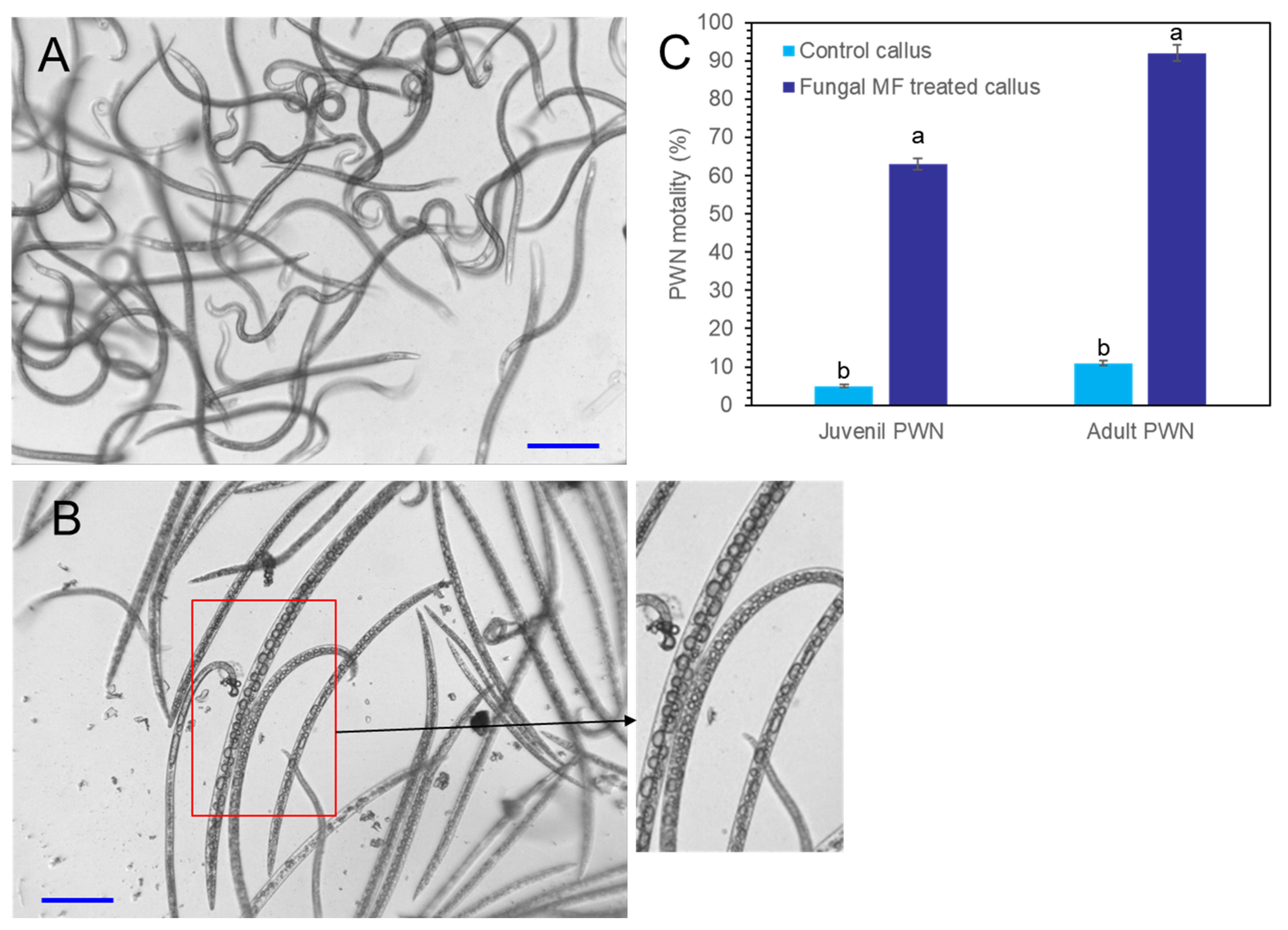 Plants 11 02933 g010