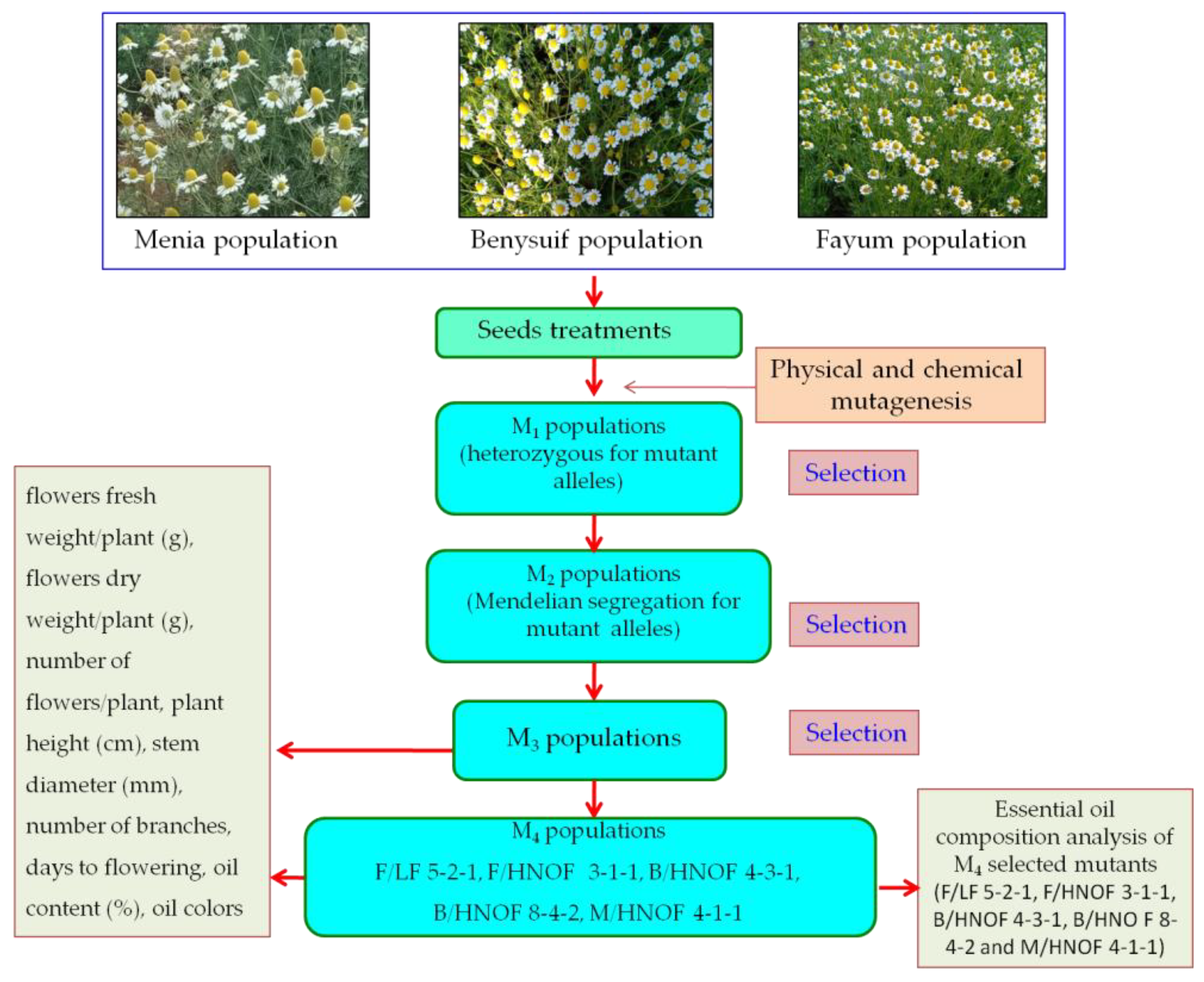 Plants 11 02940 g003 Plants 11 02940 g003