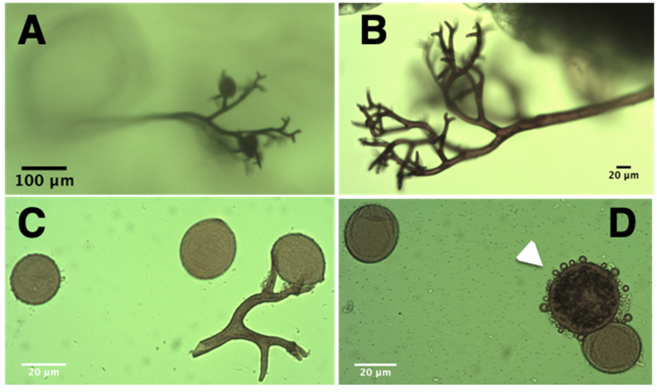 Plants 11 02946 g001