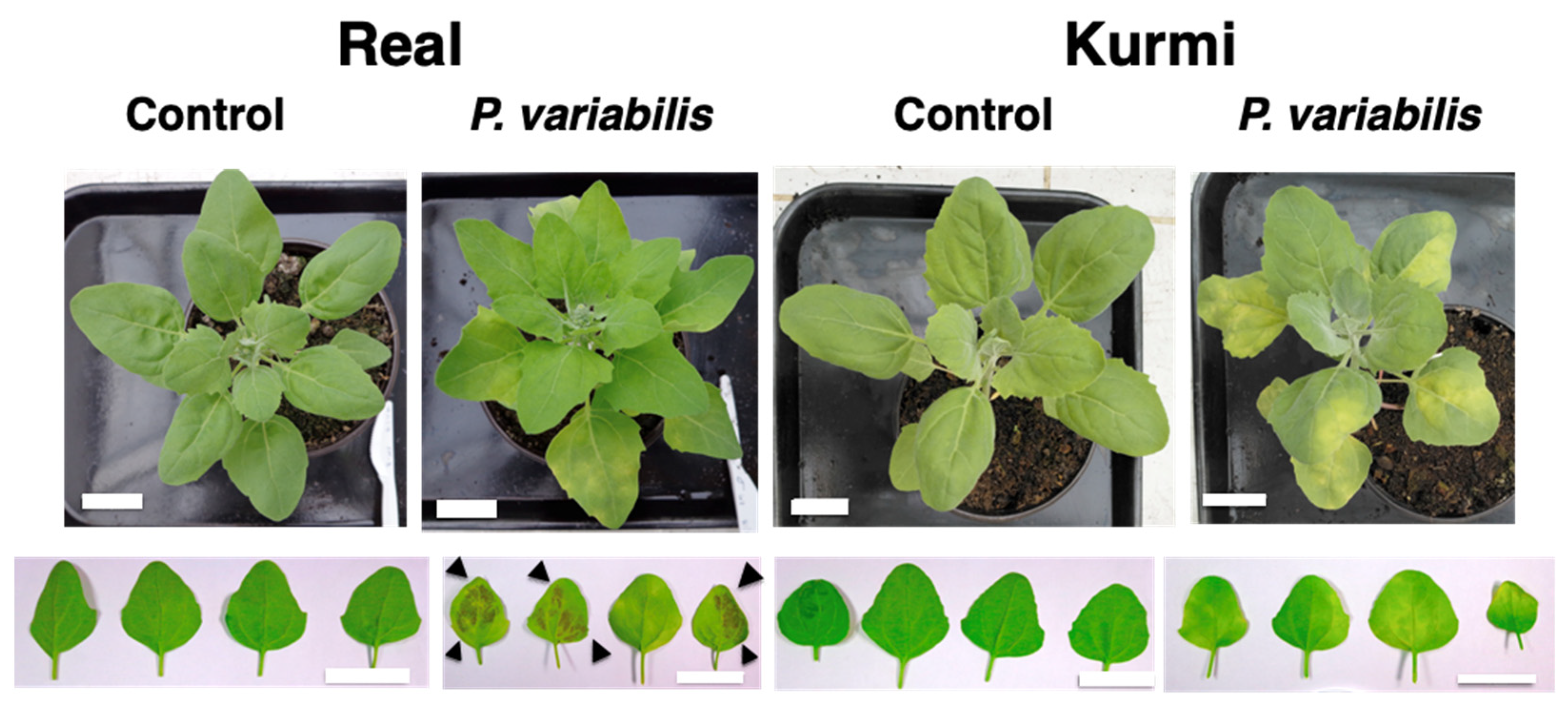 Plants 11 02946 g002