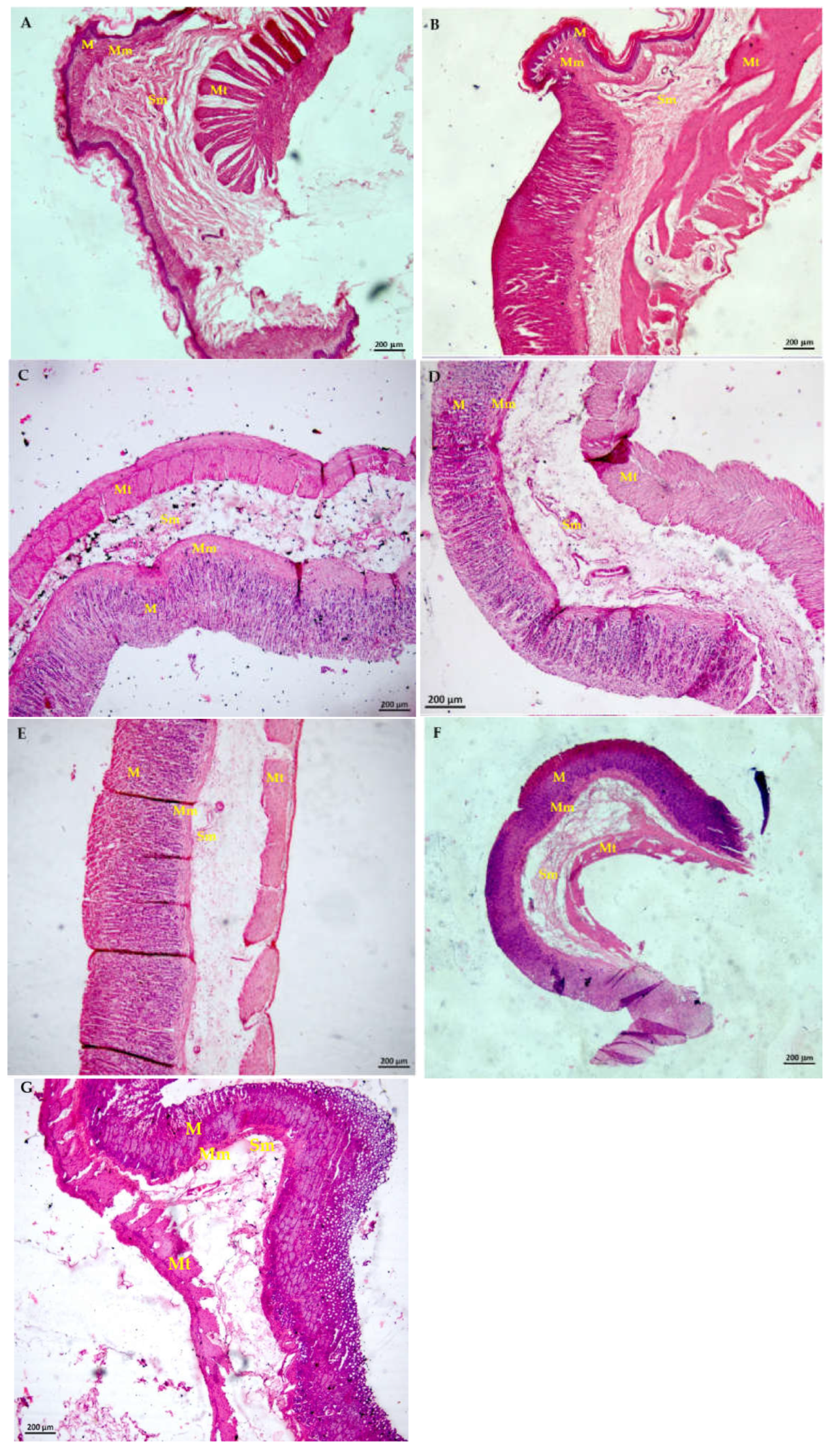 Plants 11 02951 g005