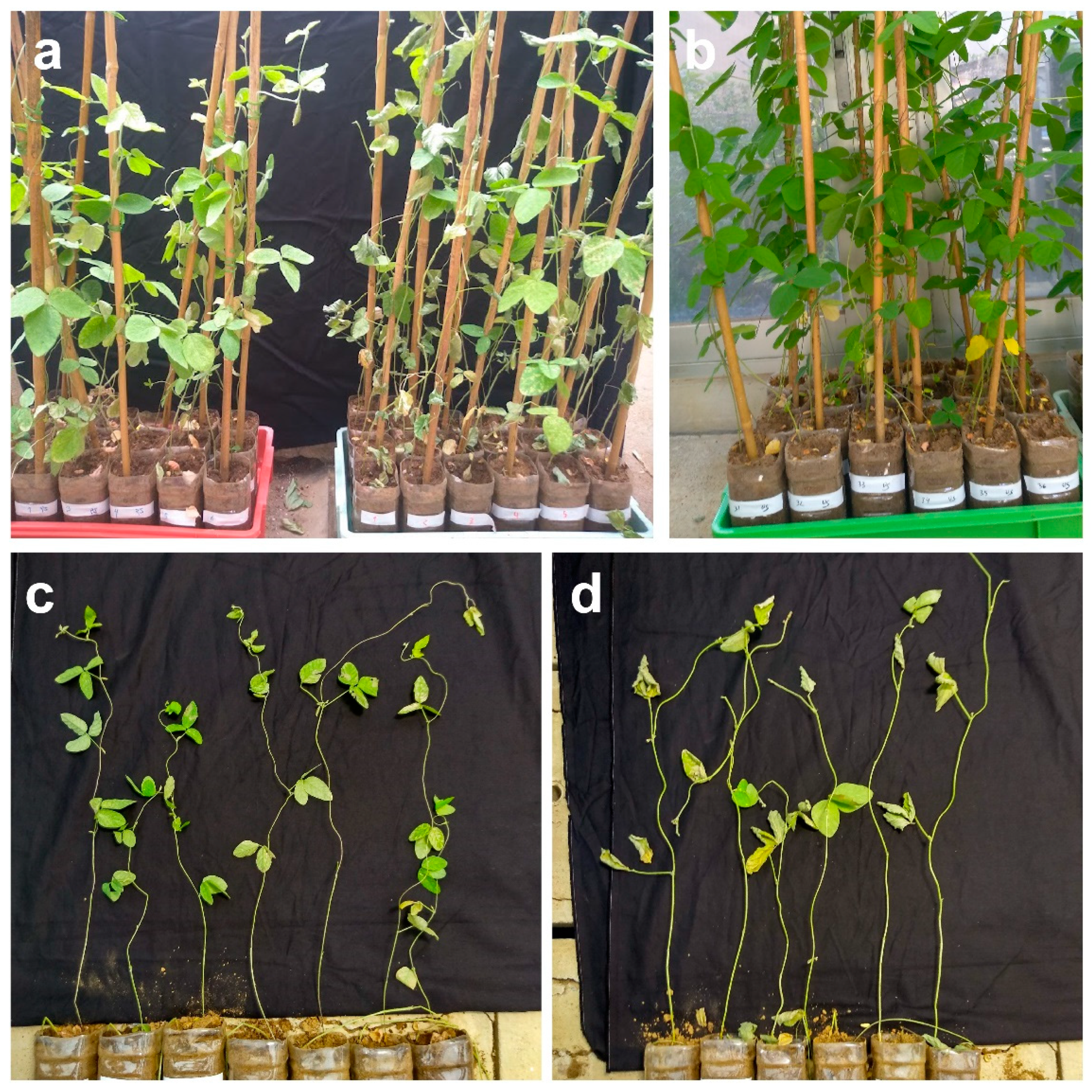 Plants 11 02954 g001 Plants 11 02954 g001