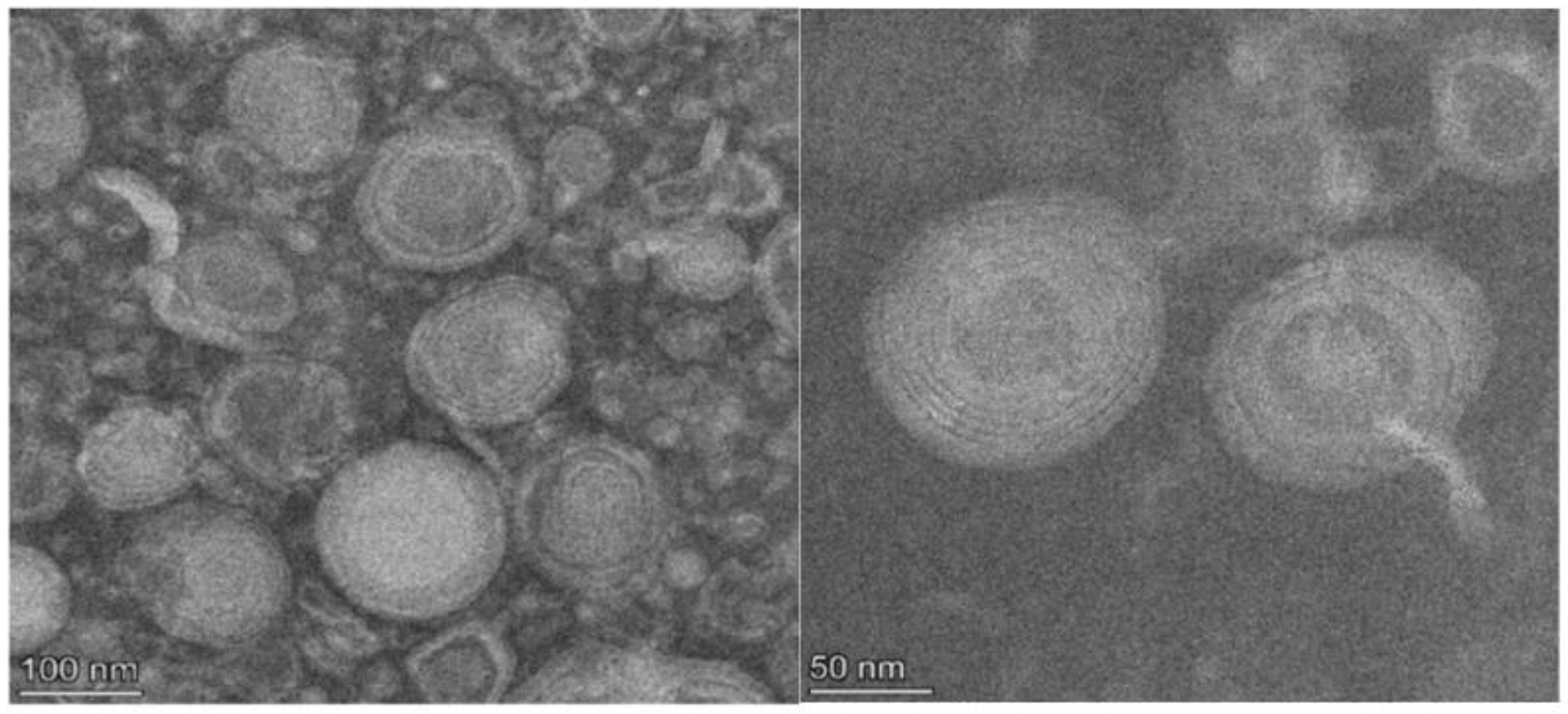 Plants 11 02969 g001