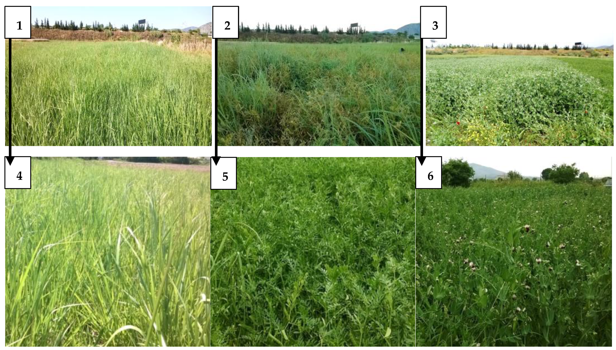 Plants 11 02970 g003 Plants 11 02970 g003