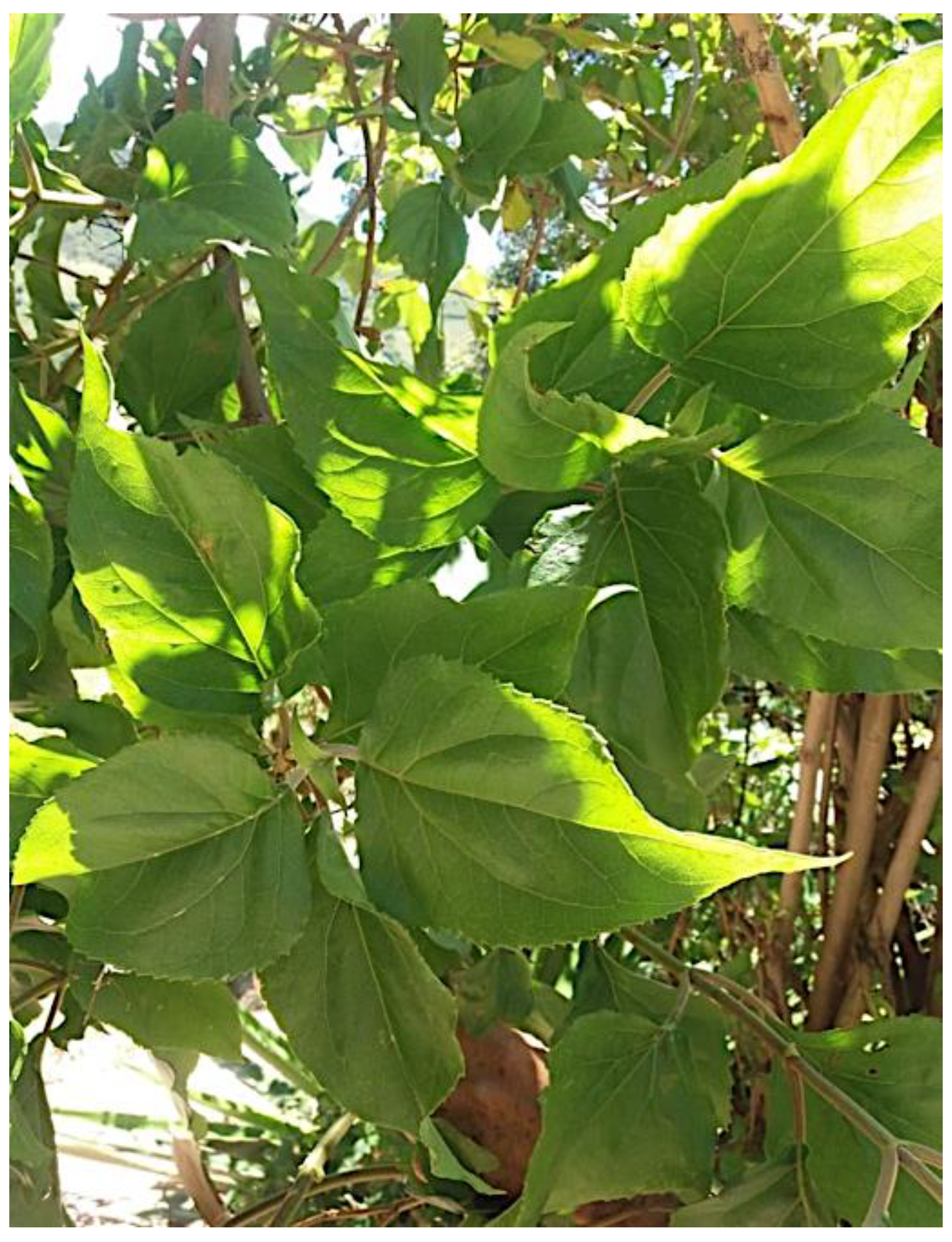 Plants 11 02972 g001