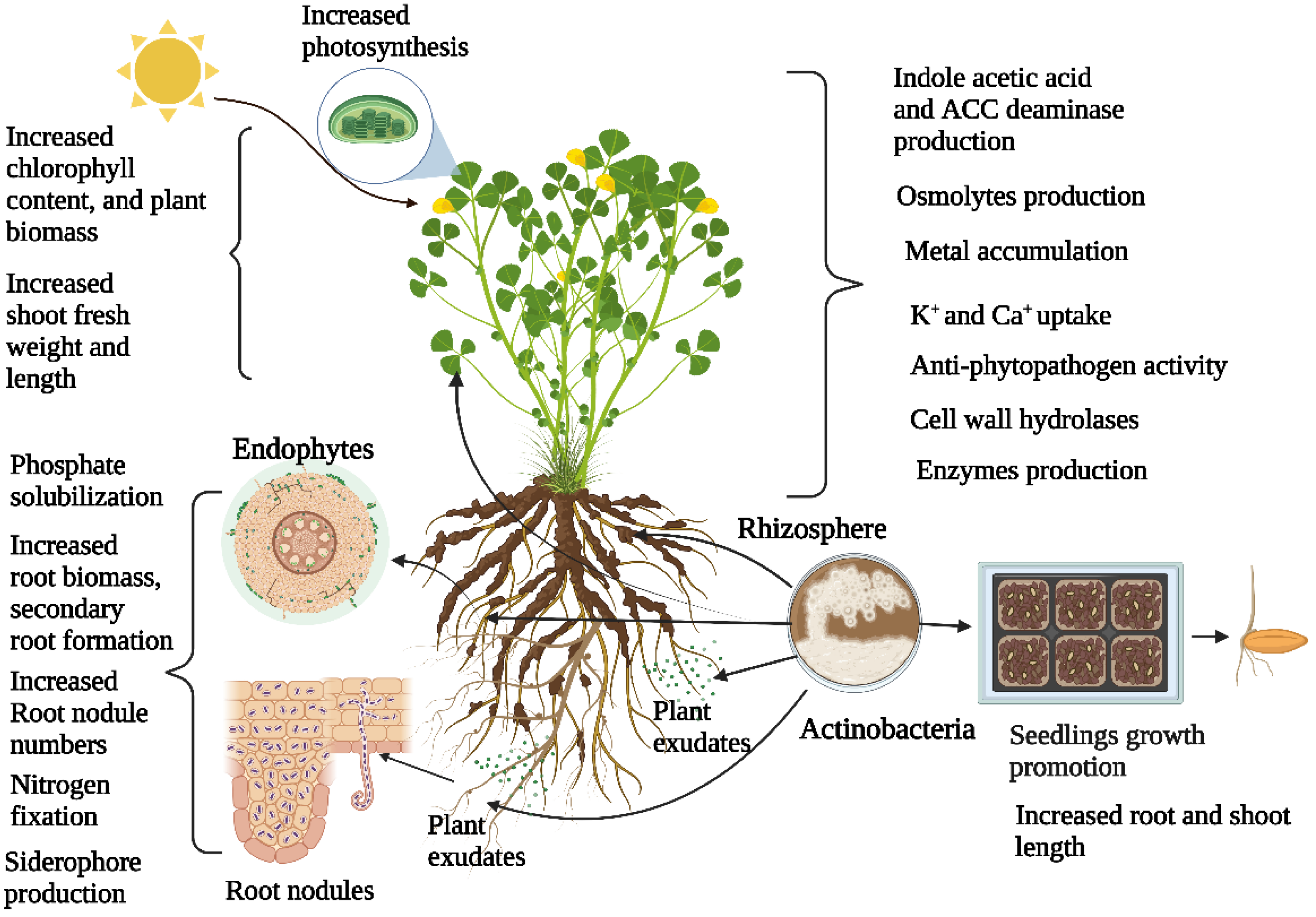 Plants 11 02976 g001 Plants 11 02976 g001