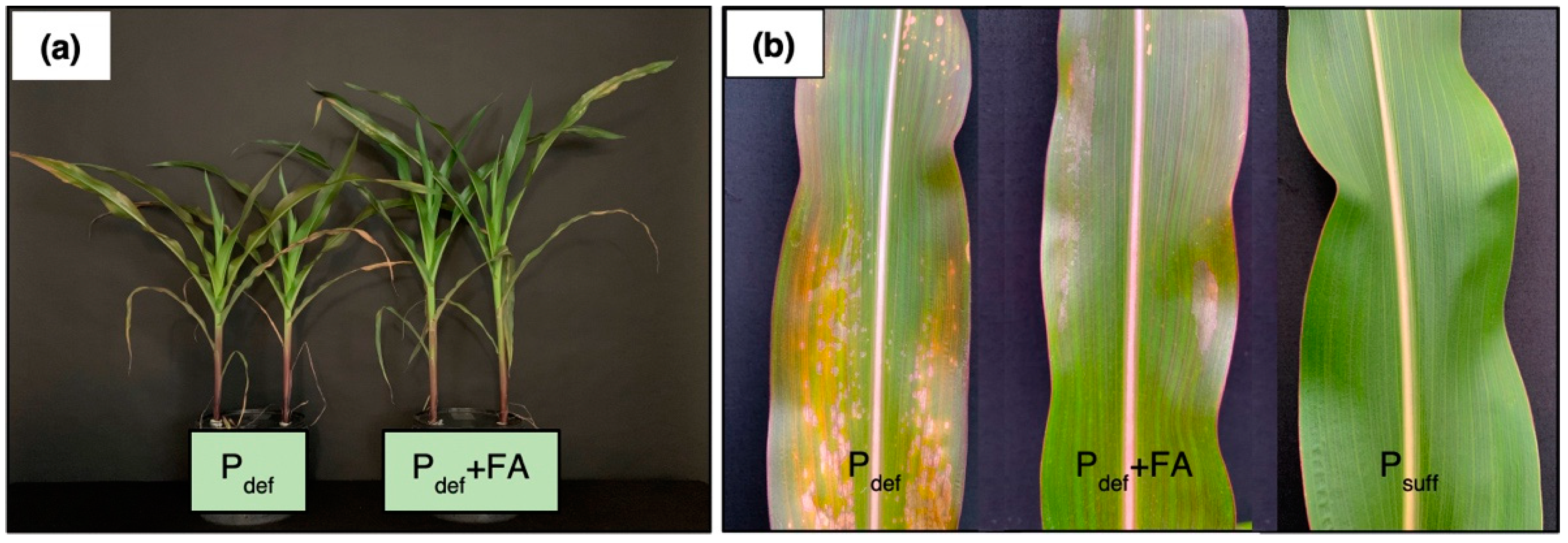 Plants 11 02986 g003