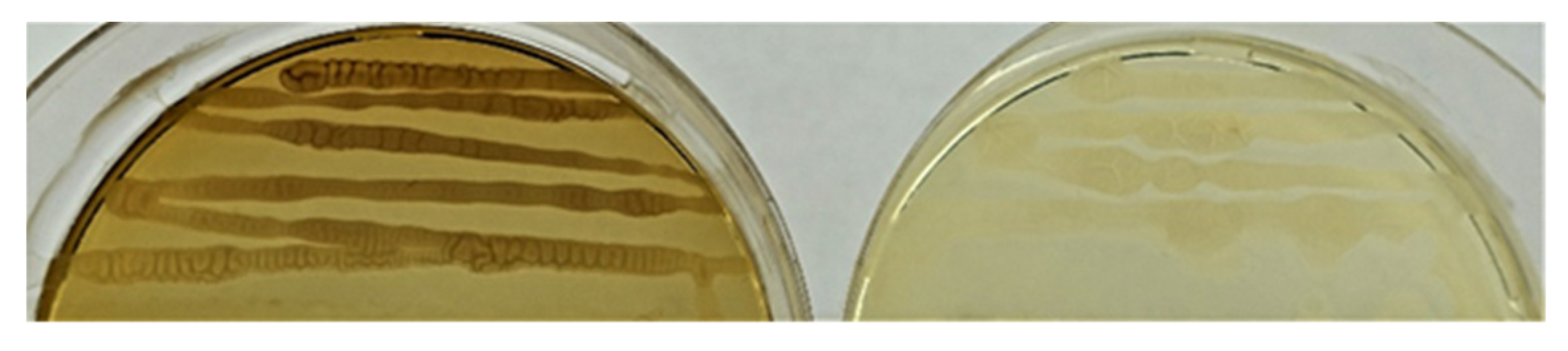 Plants 11 02992 g003