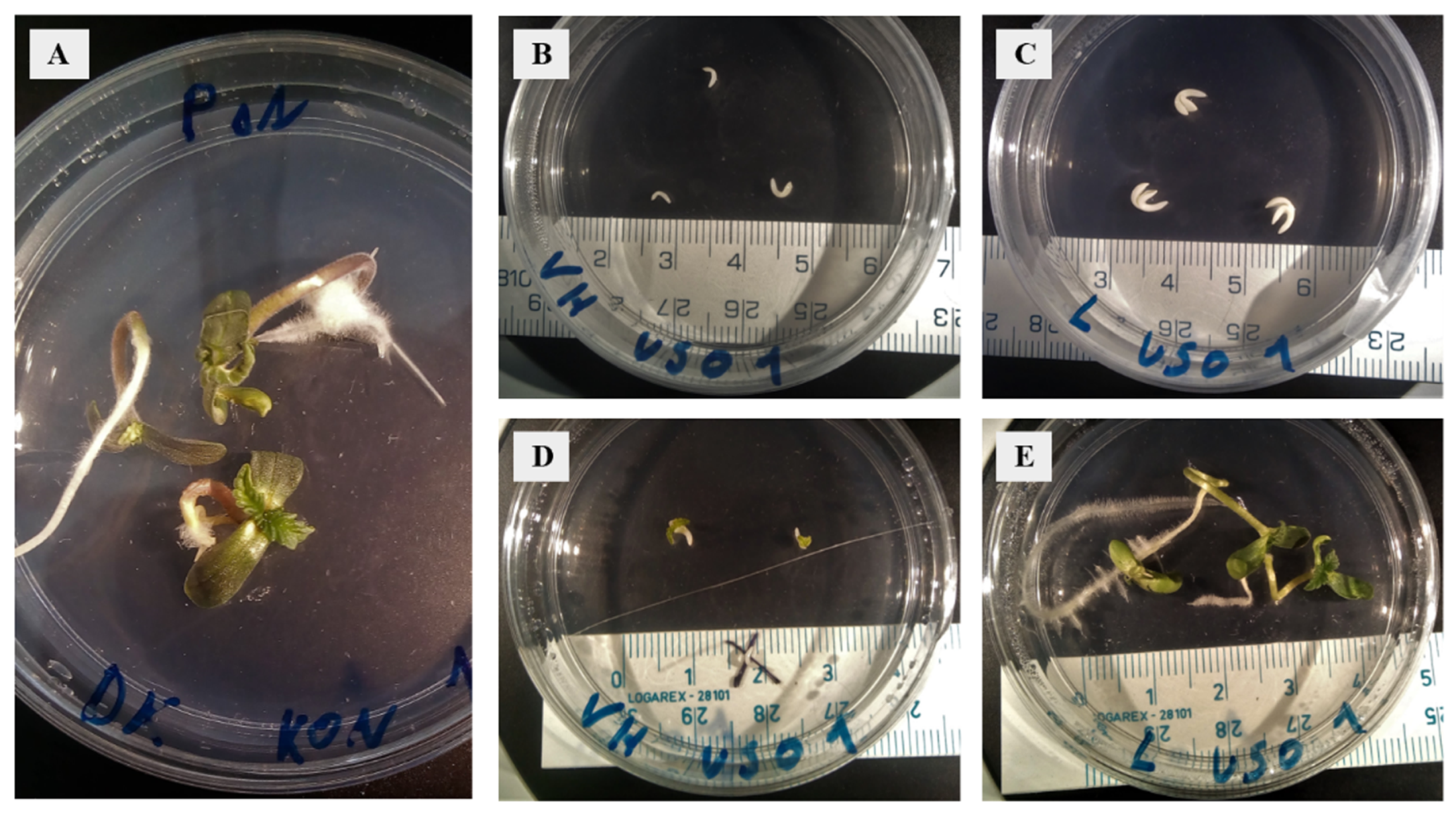 Plants 11 02995 g001