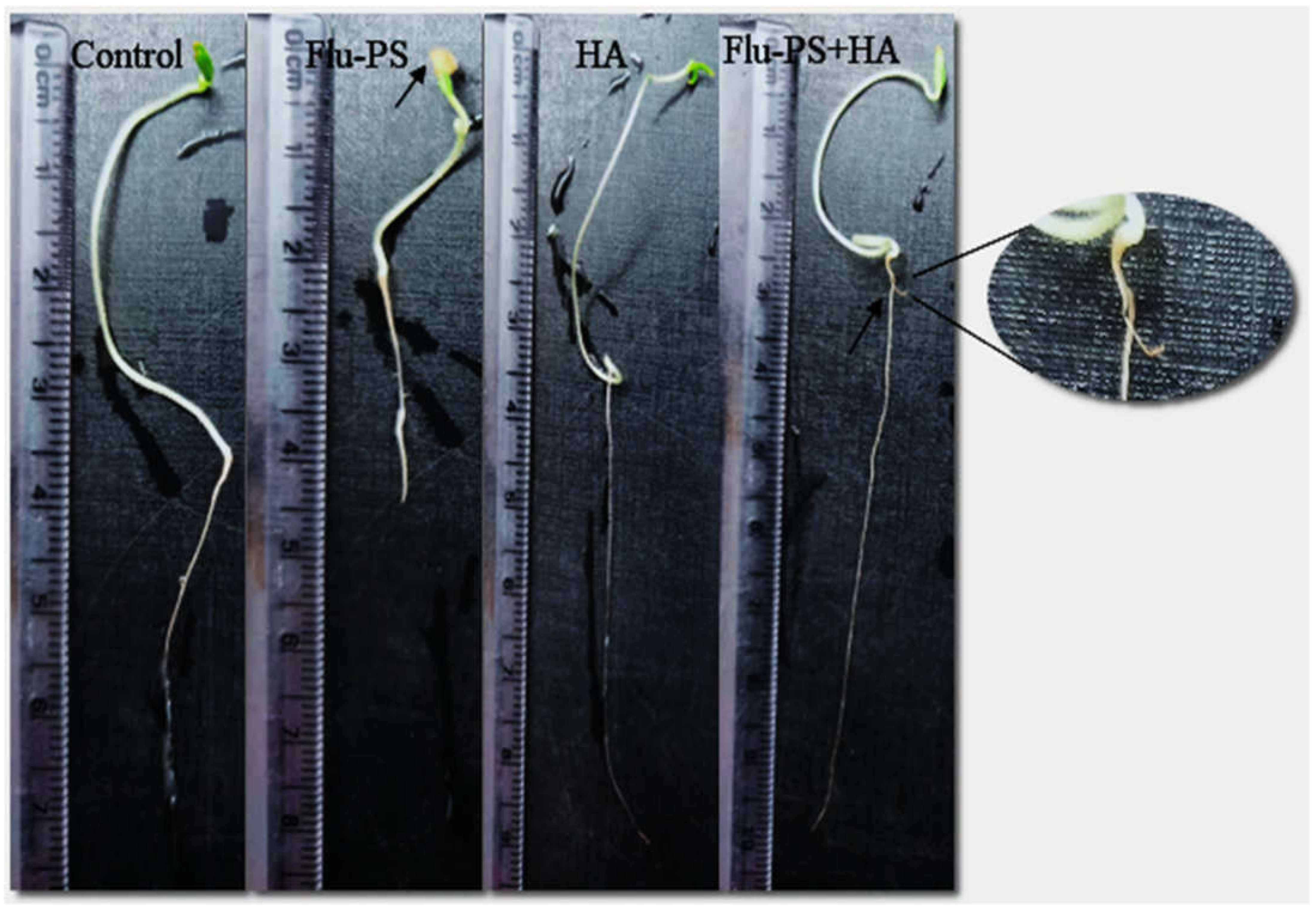 Plants 11 03000 g008