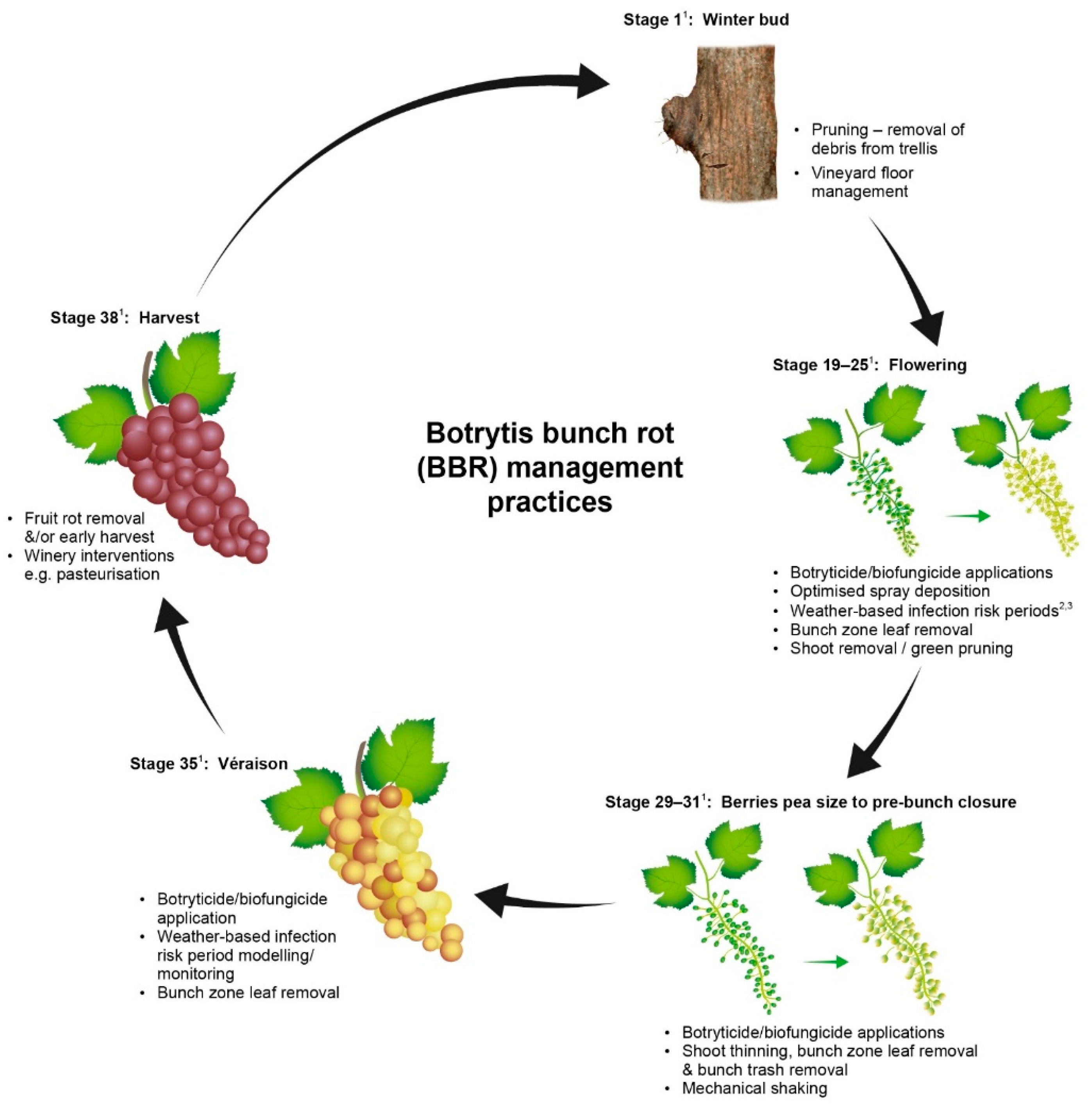 Plants 11 03004 g001