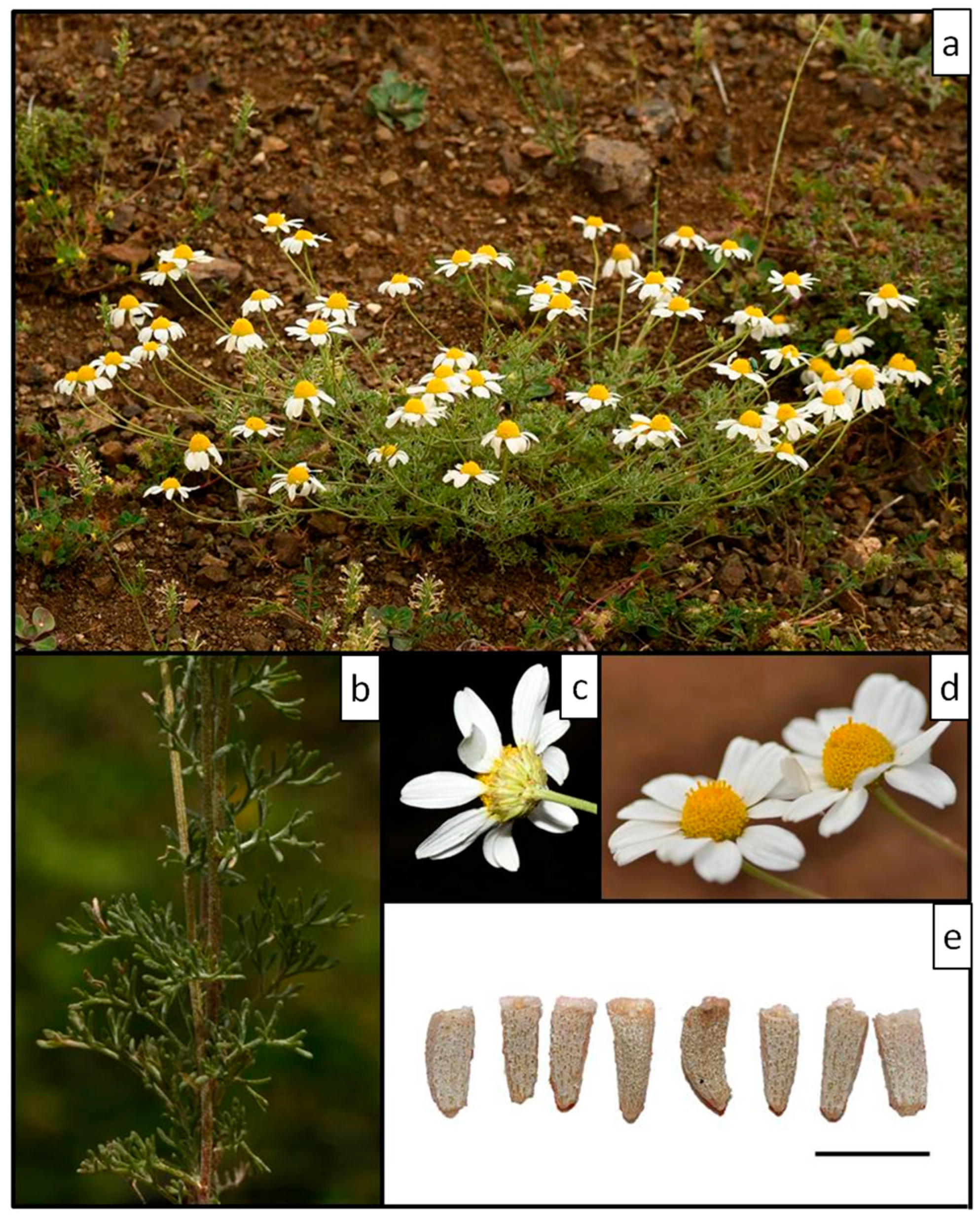 Plants 11 03006 g012