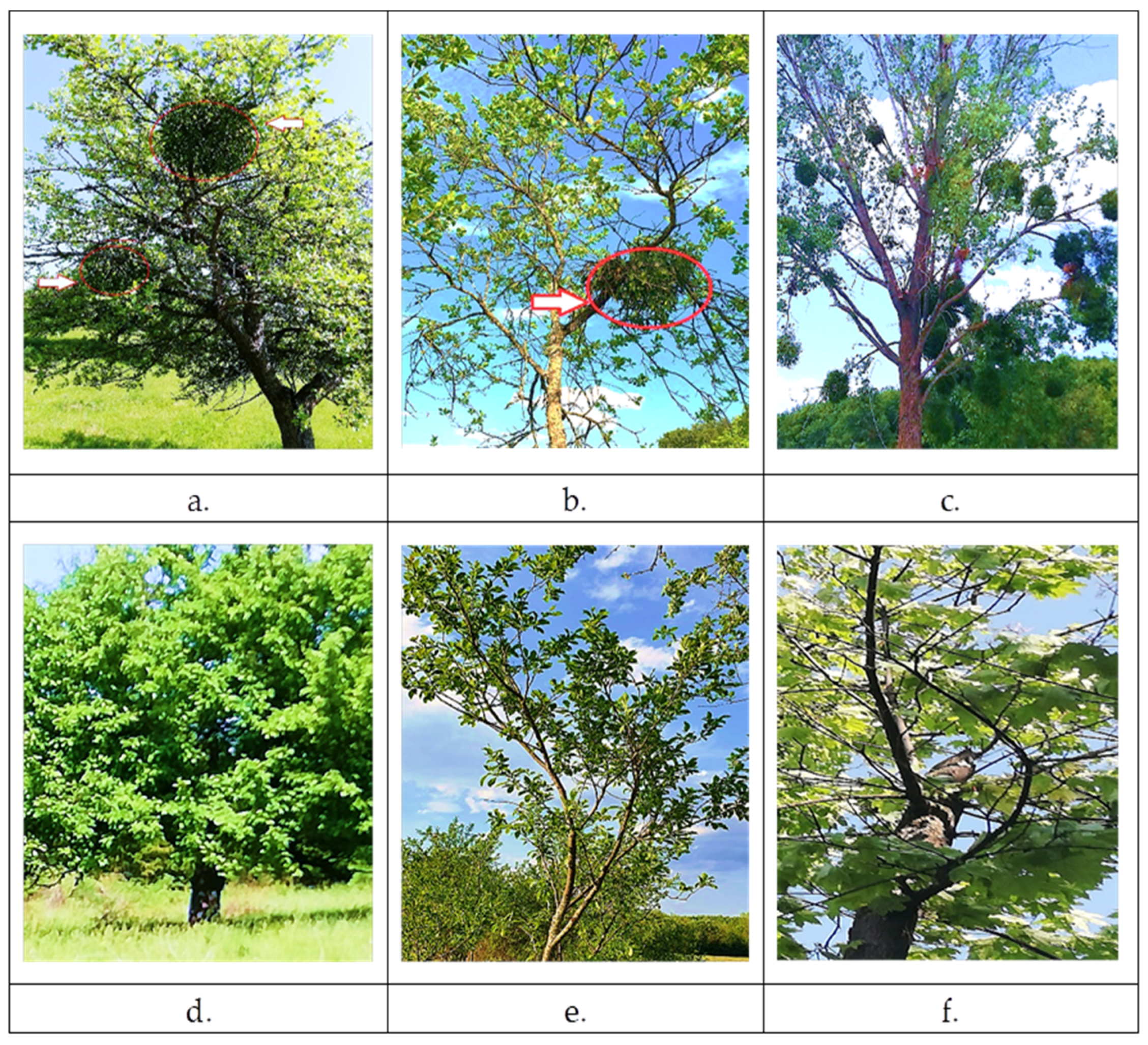 Plants 11 03021 g001