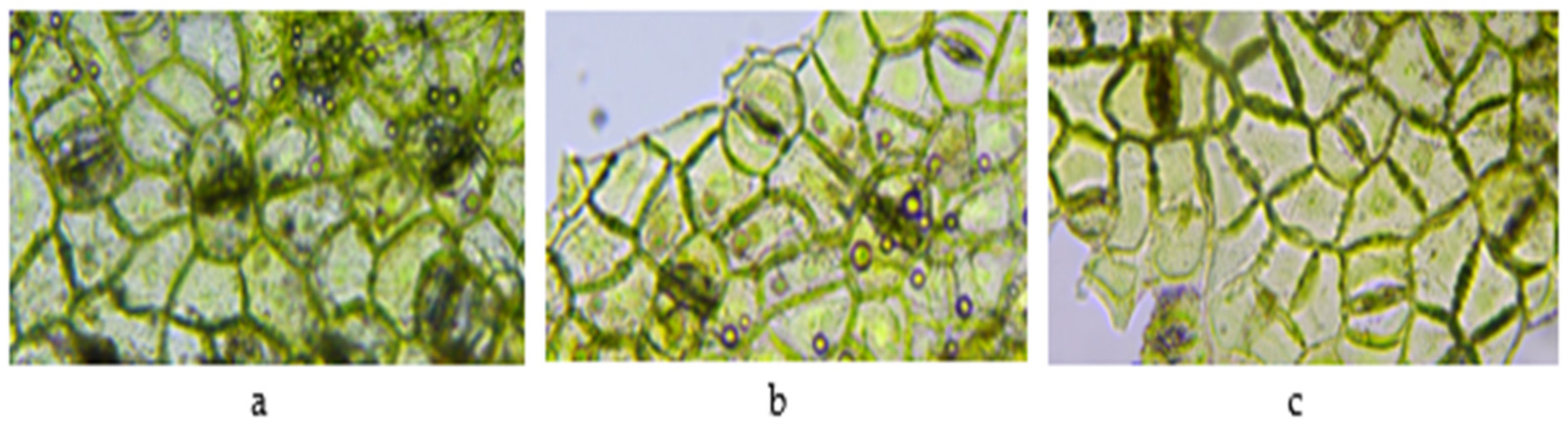 Plants 11 03021 g003