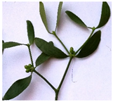 Plants 11 03021 i001 Plants 11 03021 i001