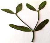 Plants 11 03021 i002 Plants 11 03021 i002