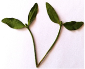 Plants 11 03021 i003 Plants 11 03021 i003