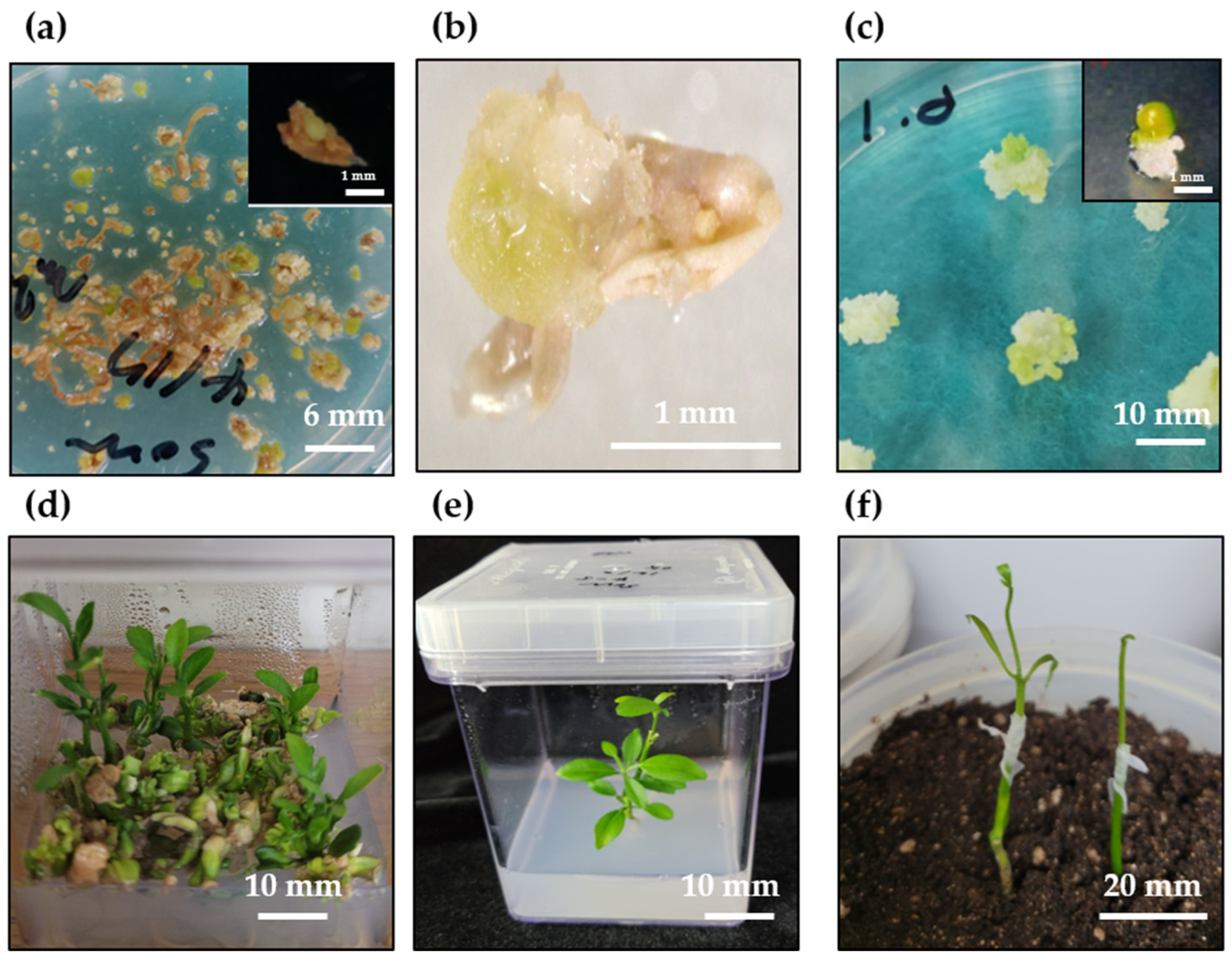 Plants 11 03022 g001