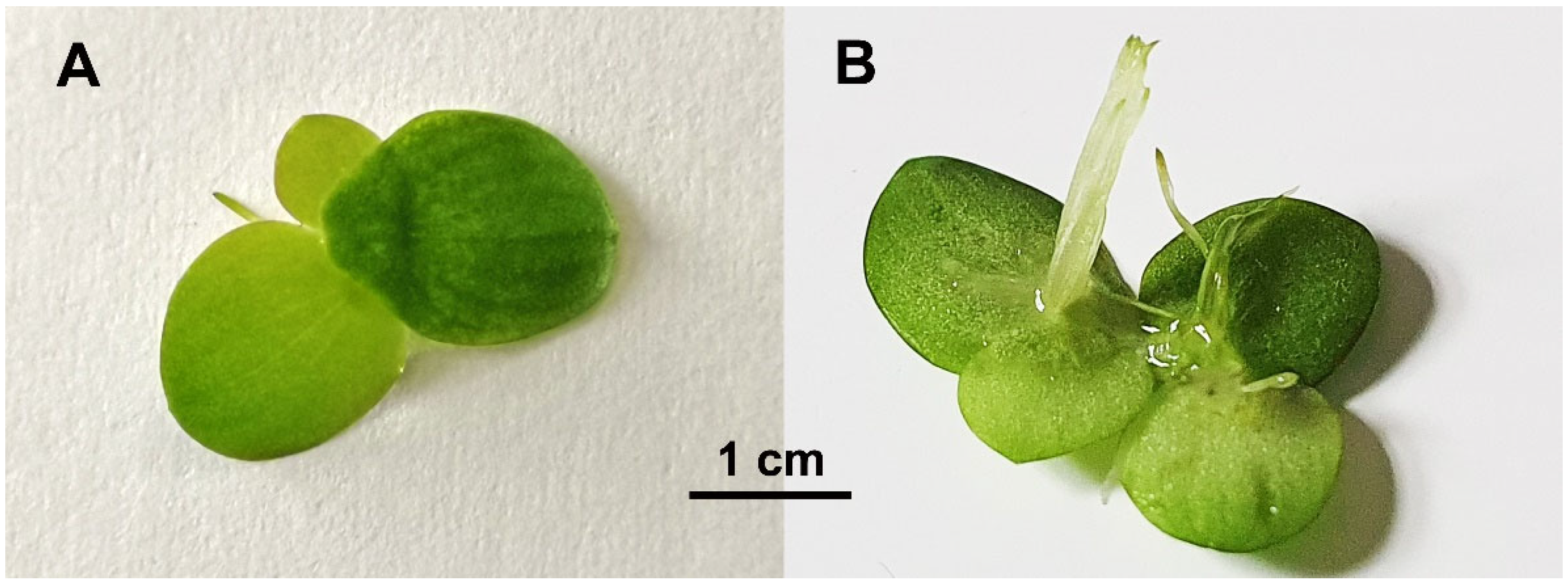 Plants 11 03033 g001