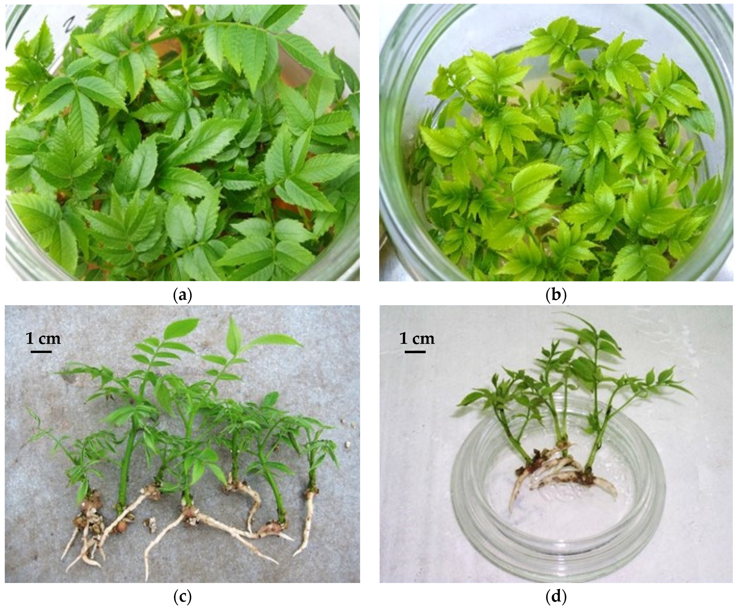Plants 11 03040 g001 Plants 11 03040 g001