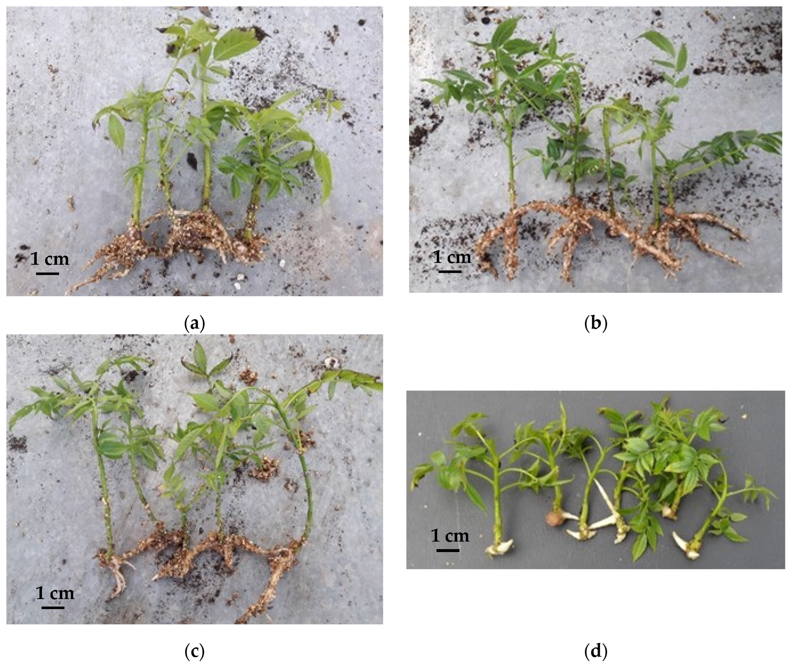 Plants 11 03040 g003 Plants 11 03040 g003