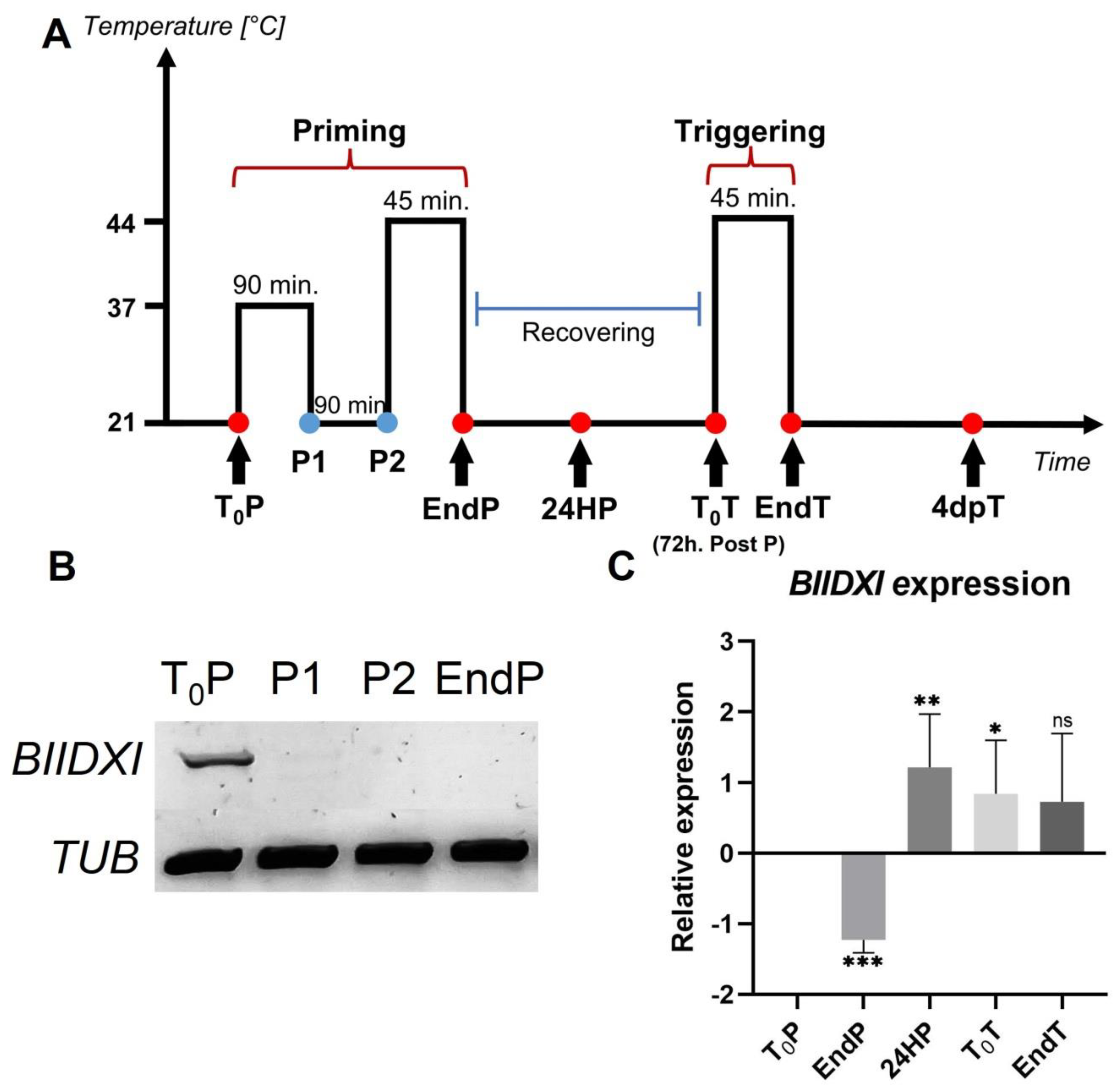 Plants 11 03049 g001