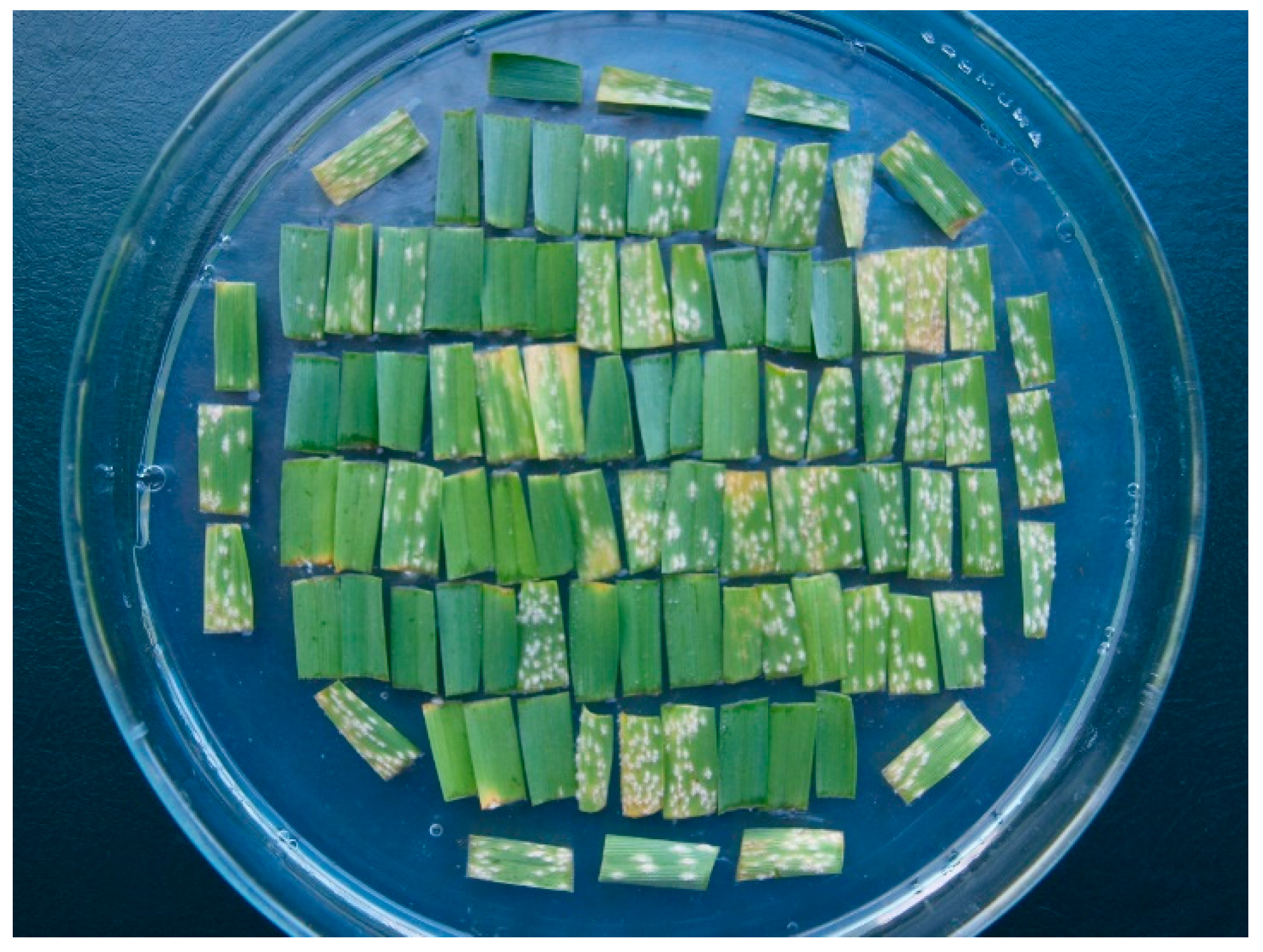 Plants 11 03059 g001 Plants 11 03059 g001