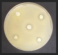 Plants 11 03080 i001