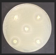 Plants 11 03080 i003