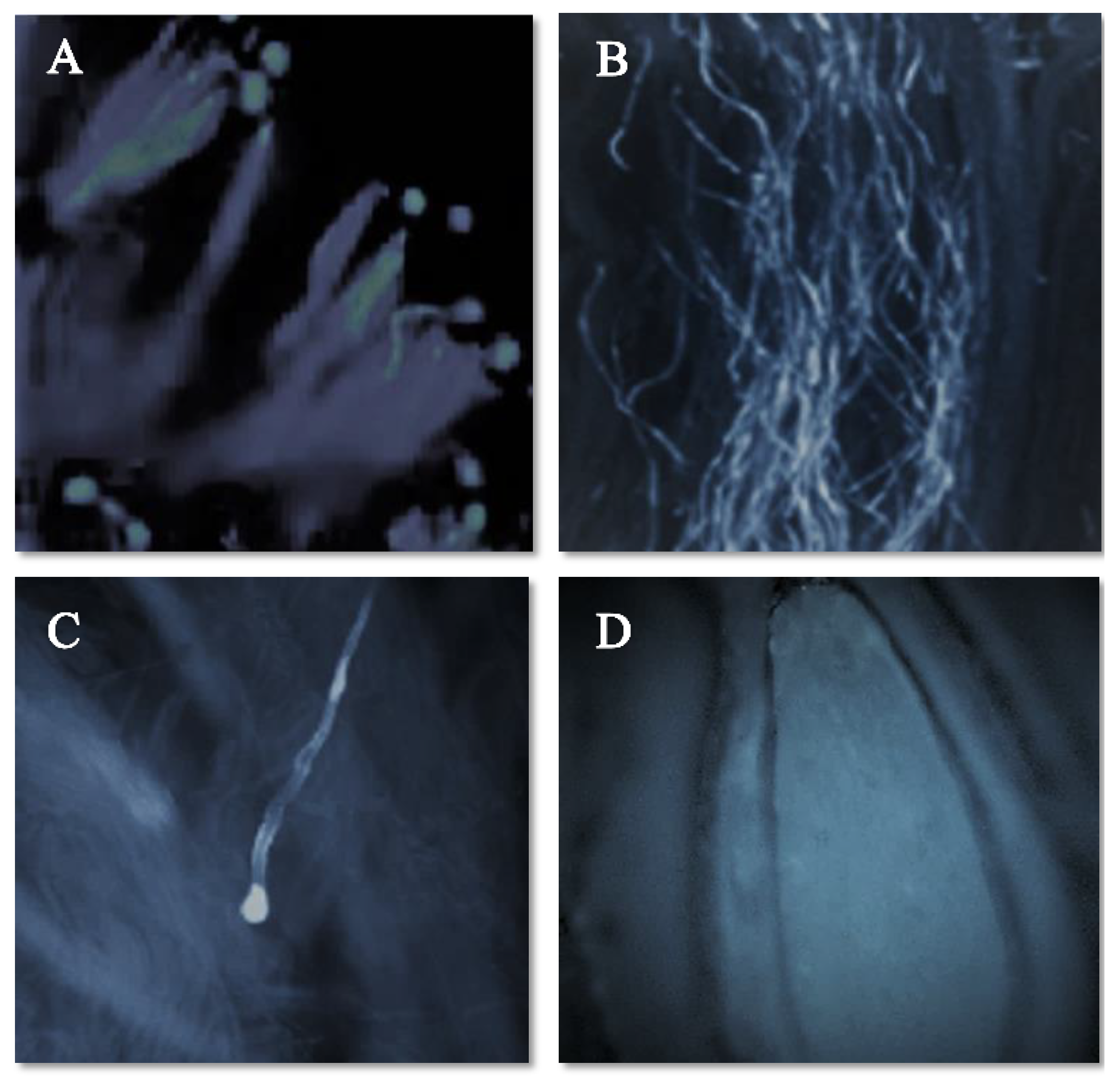 Plants 11 03081 g003