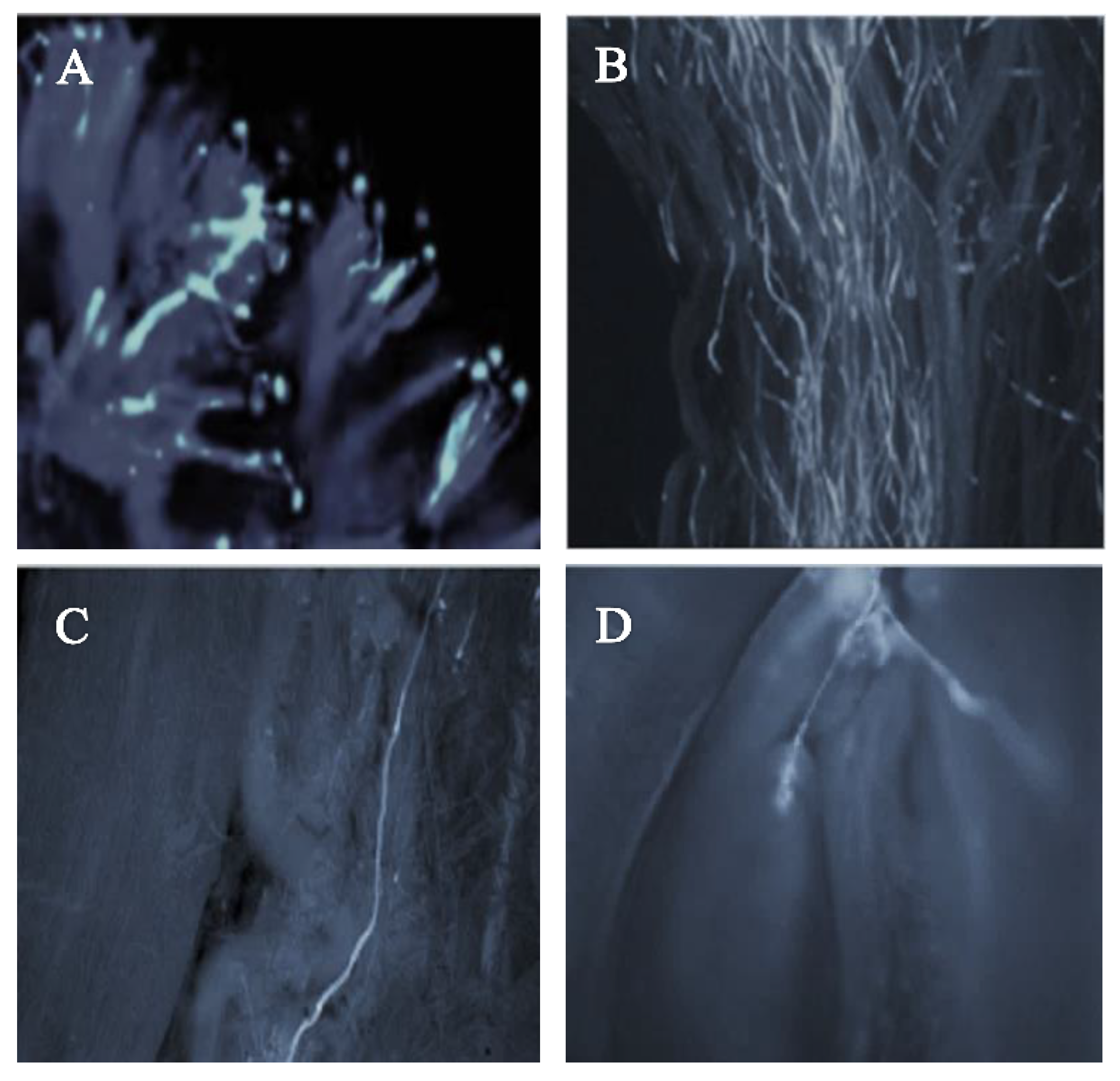Plants 11 03081 g004