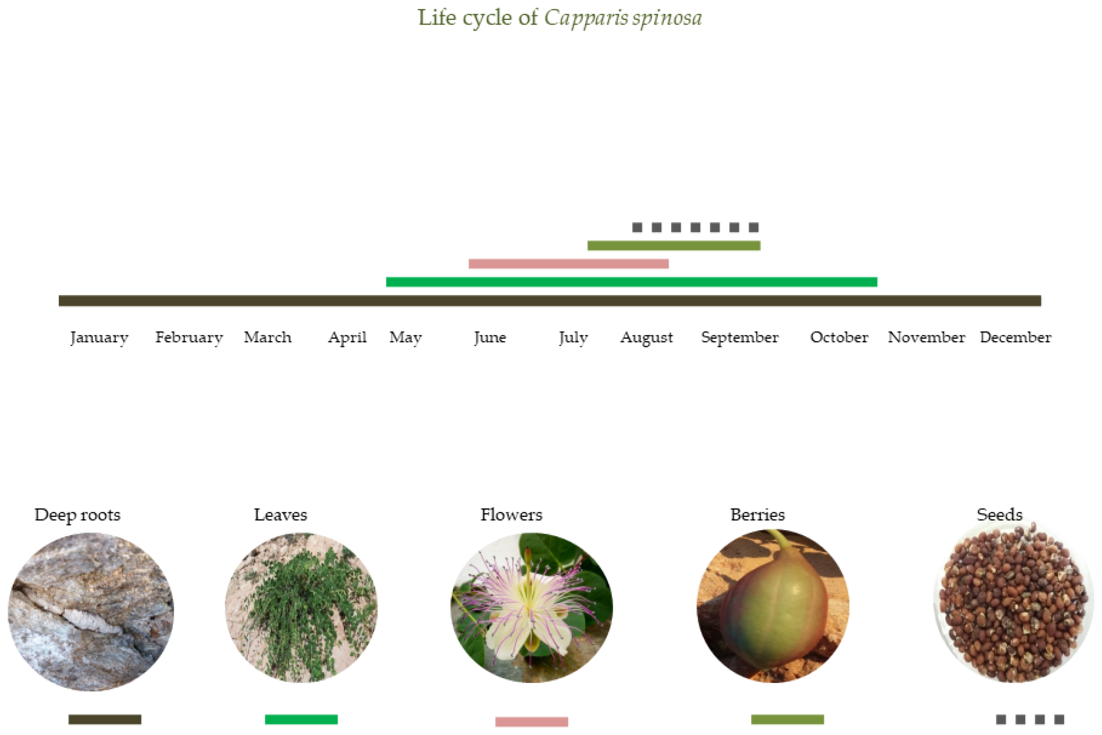 Plants 11 03085 g002