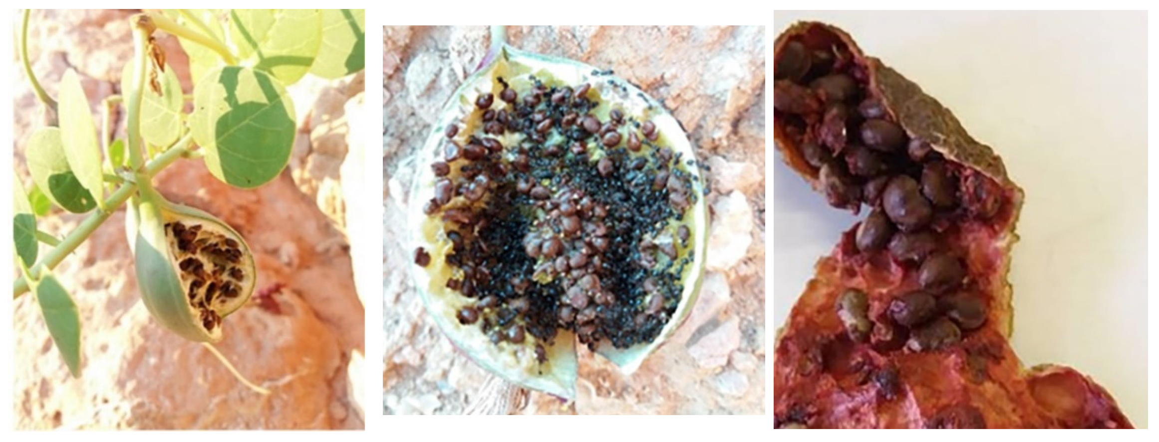 Plants 11 03085 g008