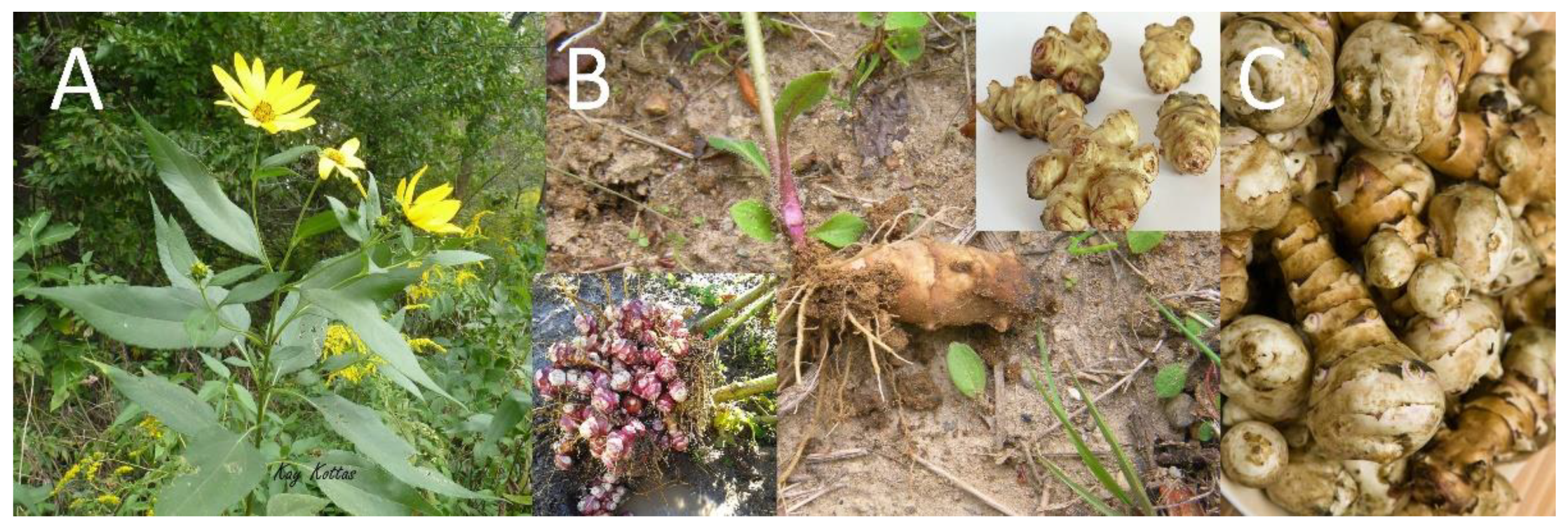 Plants 11 03086 g001