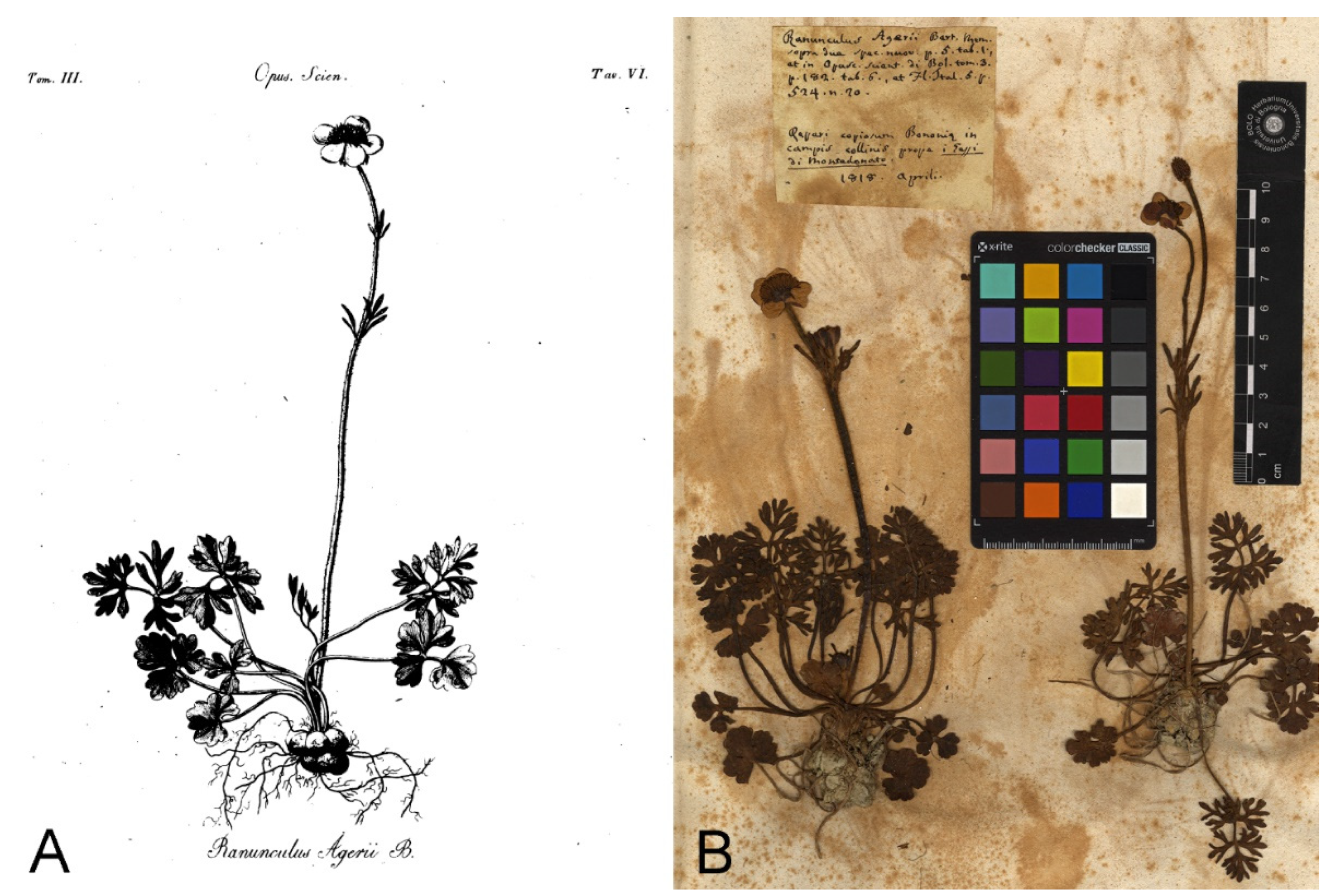 Plants 11 03094 g001 Plants 11 03094 g001