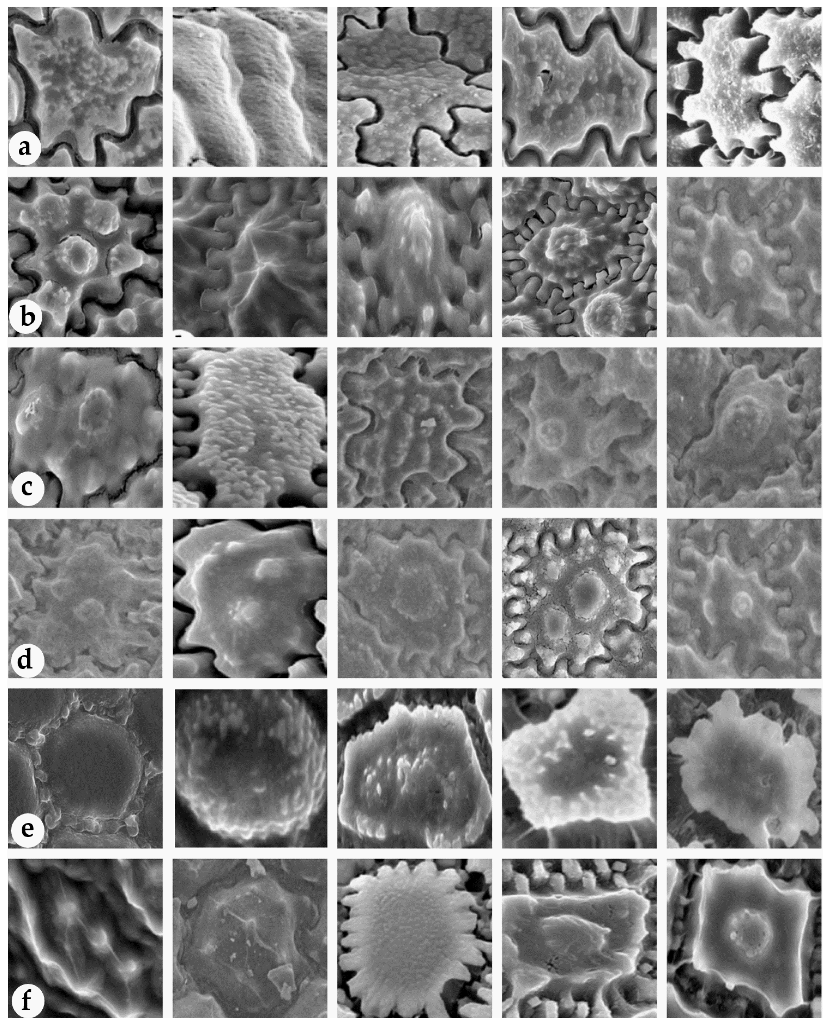 Plants 11 03097 g007