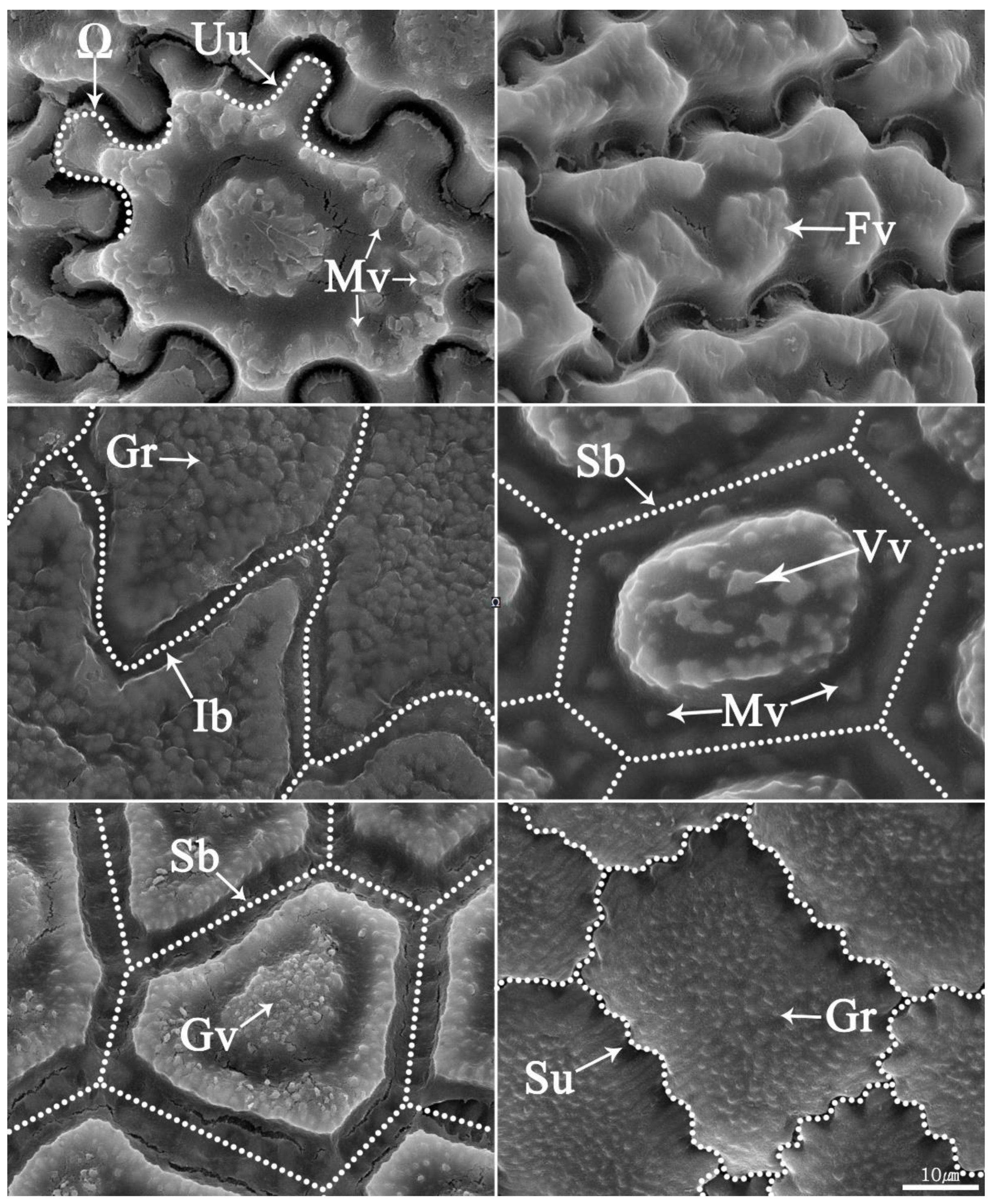 Plants 11 03097 g009